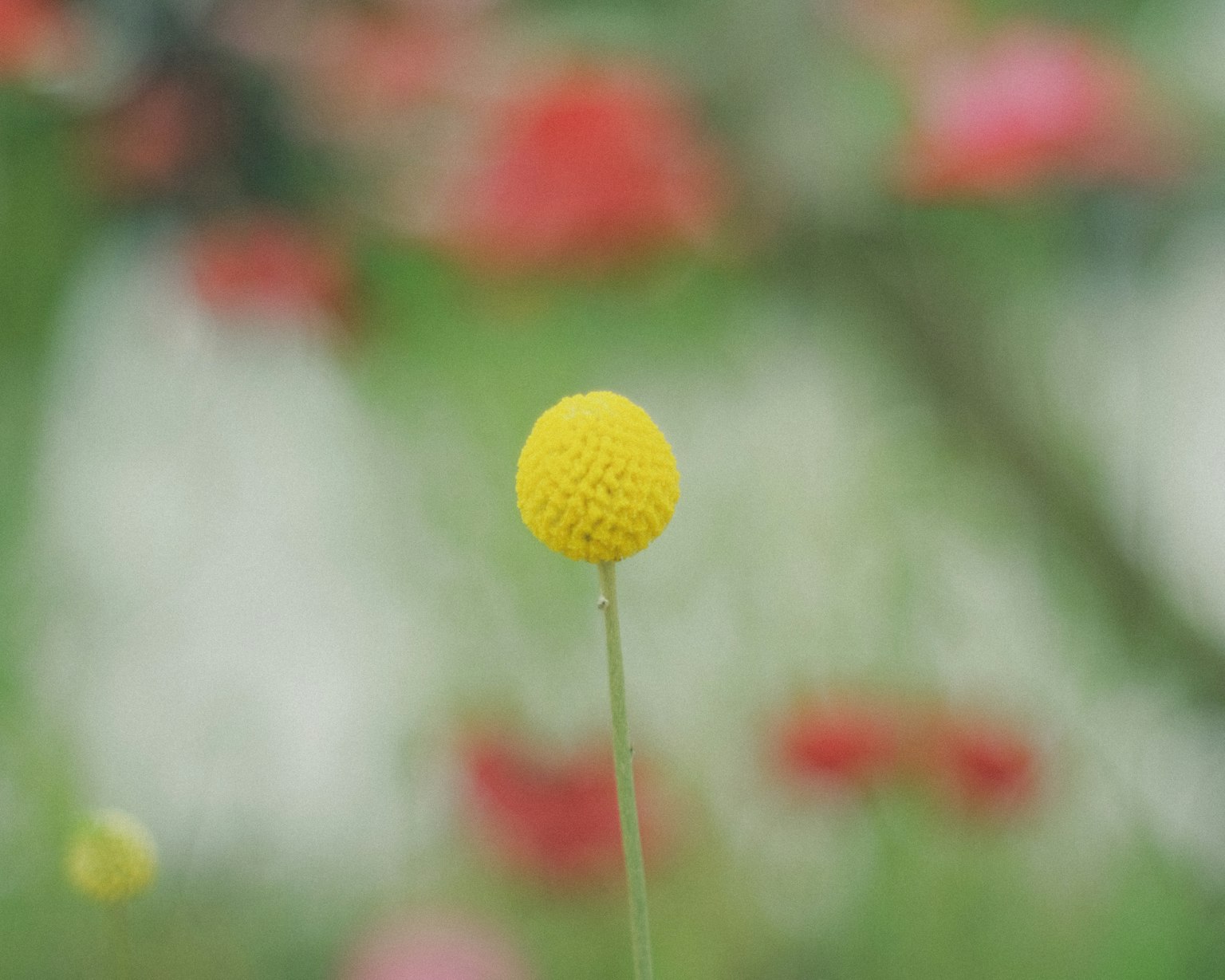 A yellow round flower stands prominently against a blurred green background