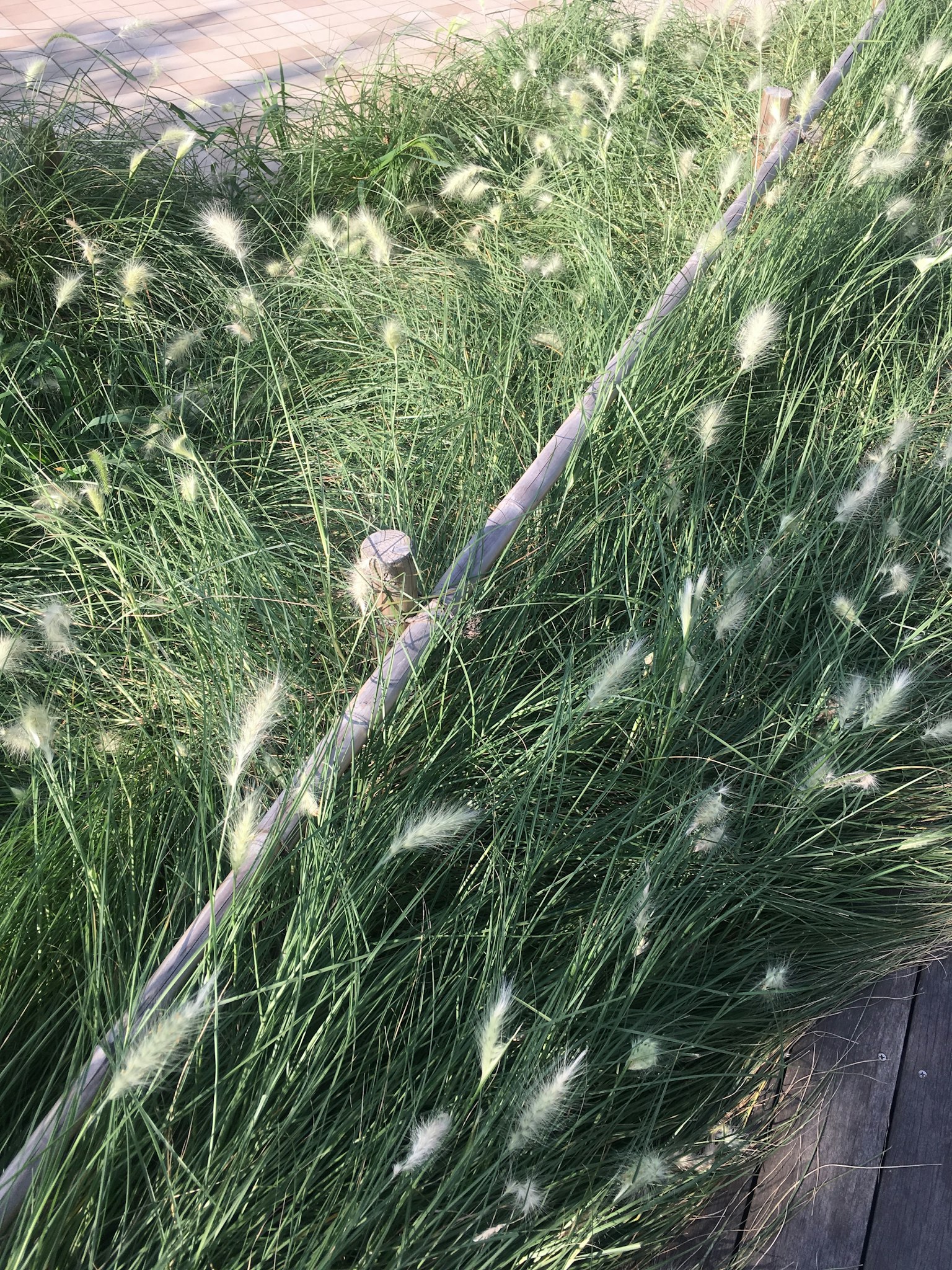 Lush green grass with white tufts showcasing plant details and natural beauty