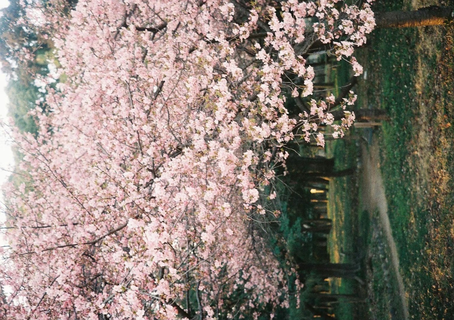 Un magnifique cerisier en fleurs dans un parc