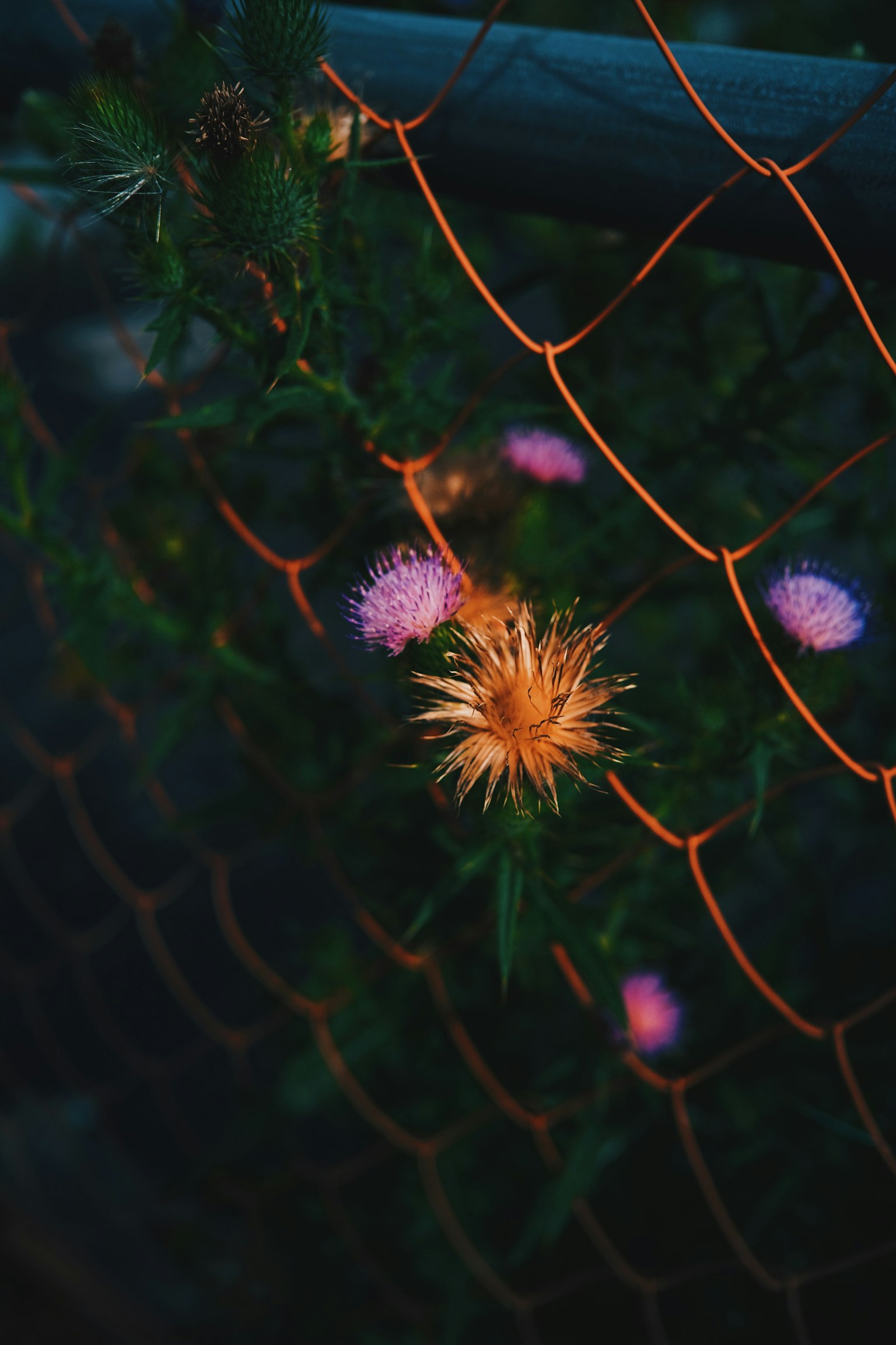 Close-up of flowers entwined in an orange fence
