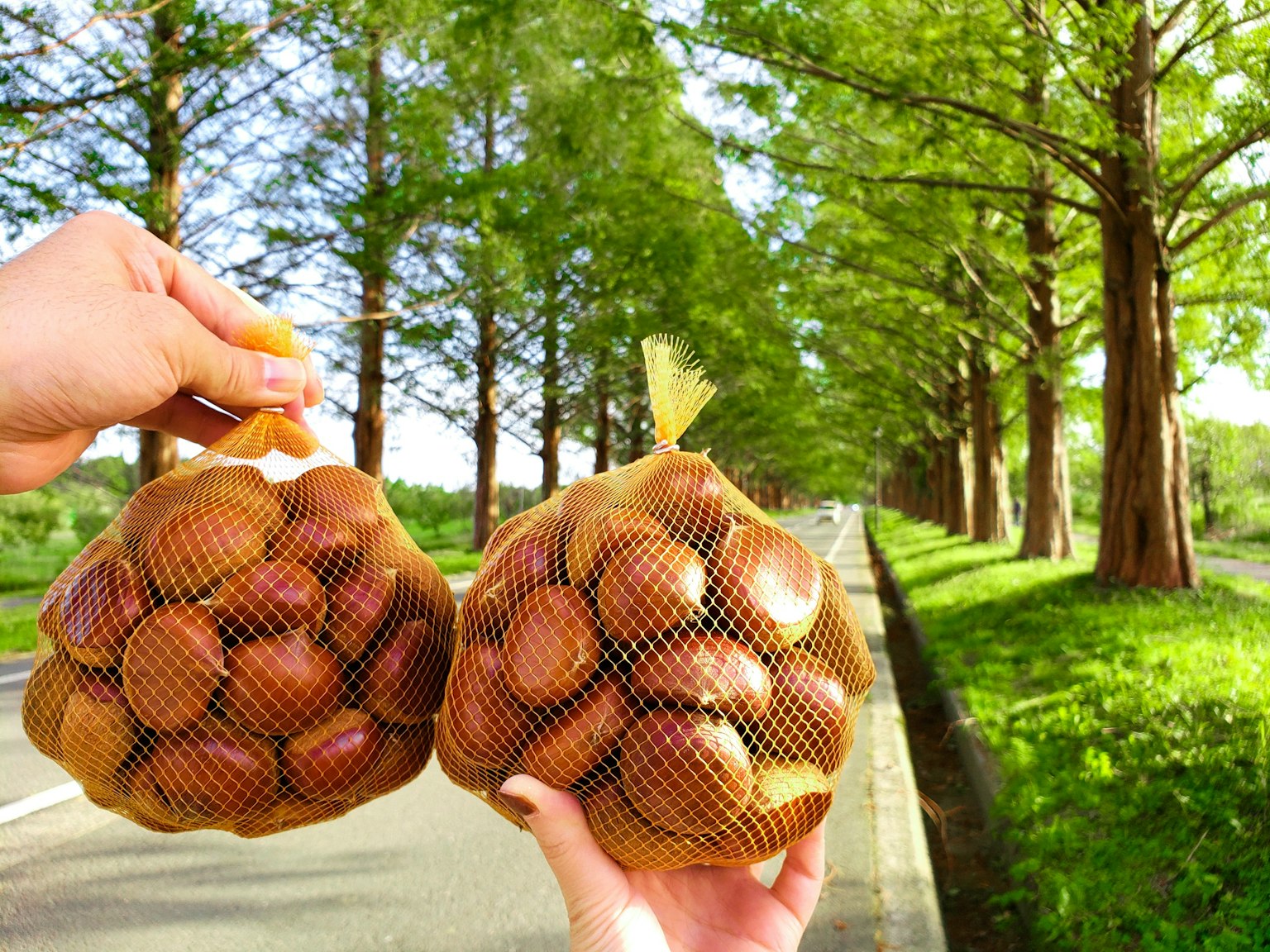 Dua kantong buah dipegang di tangan dengan jalan berbaris pohon hijau