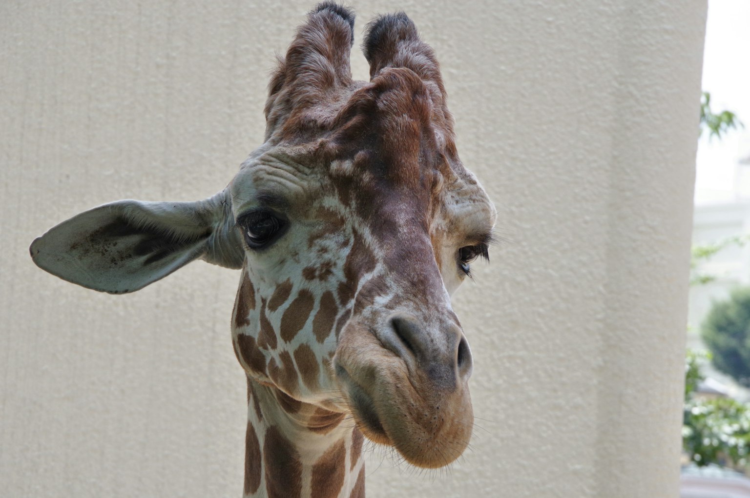 Nahaufnahme des Gesichts einer Giraffe mit einer hellen Wand im Hintergrund
