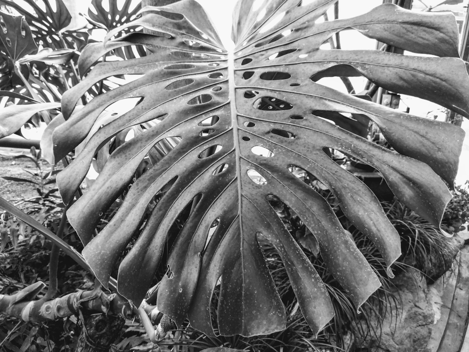 Detailliertes monochromes Bild eines Monstera-Blattes mit charakteristischen Löchern und Formen