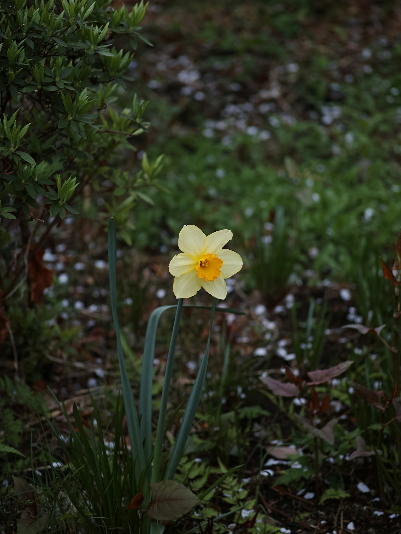 Un narciso giallo che fiorisce su uno sfondo verde