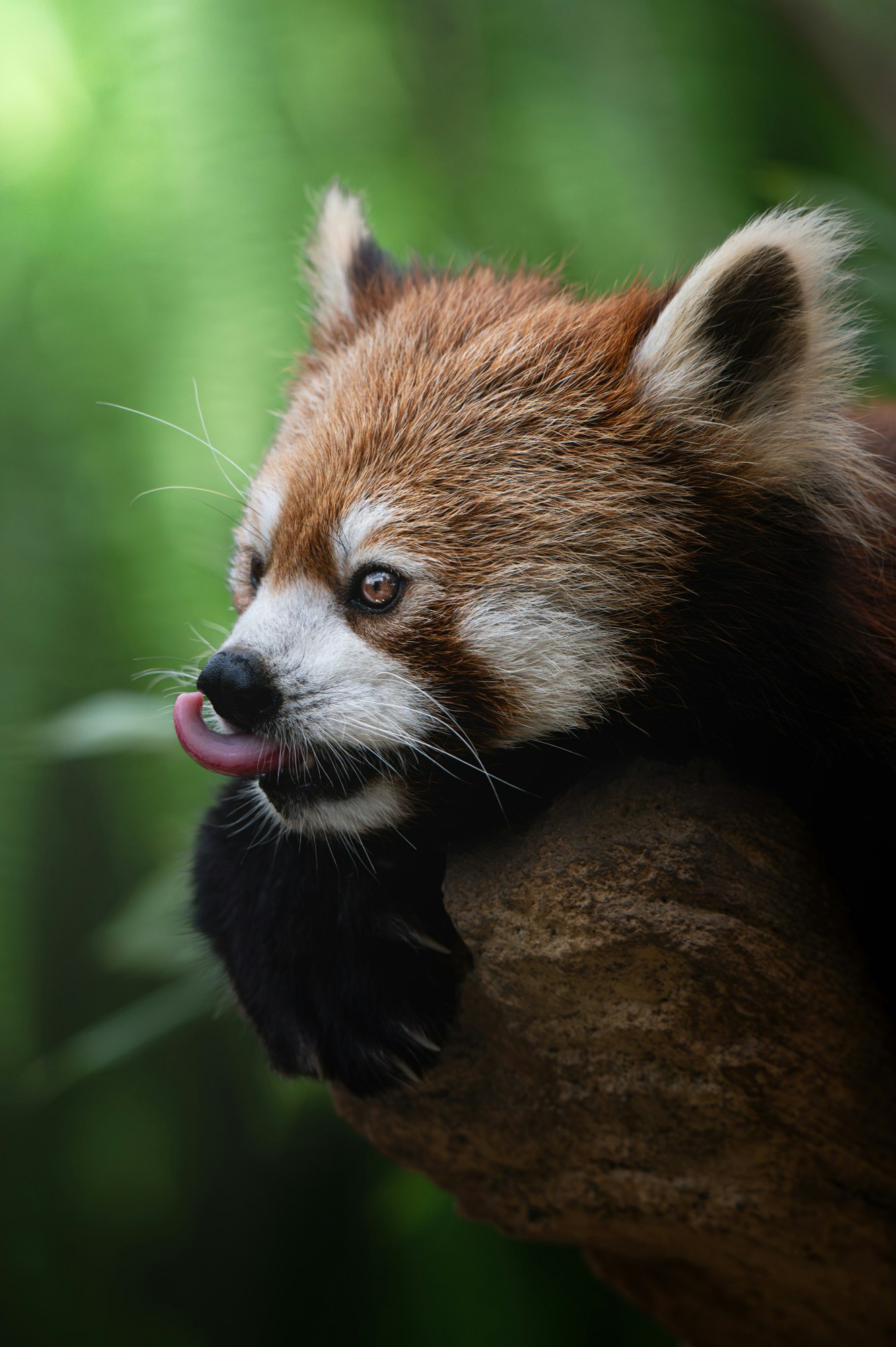 Un panda rojo con la boca abierta sobre un fondo verde
