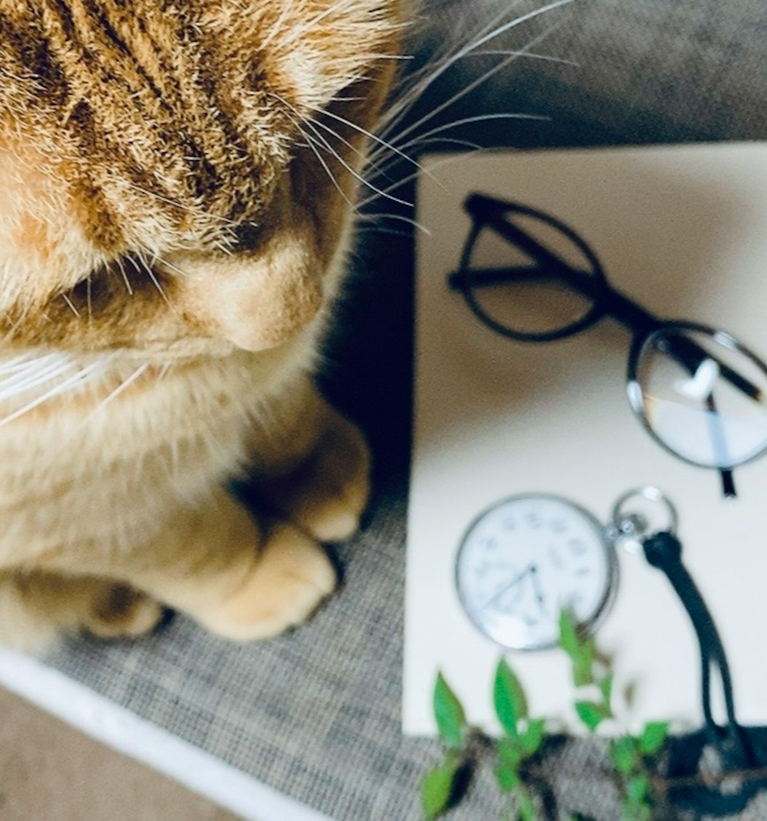Kucing oranye duduk di samping buku catatan dan kacamata