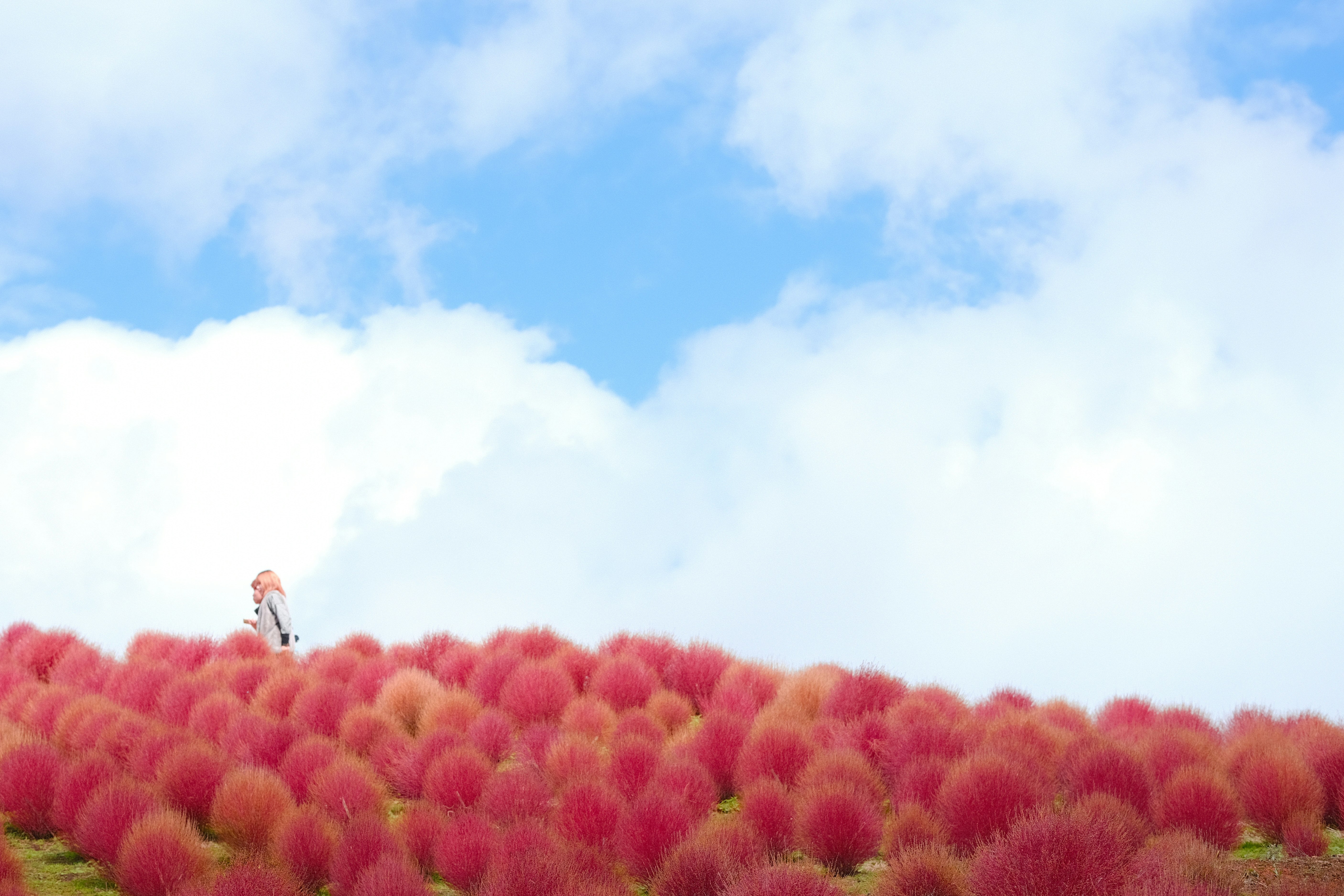 色づき始めたコキアの丘と青空の風景