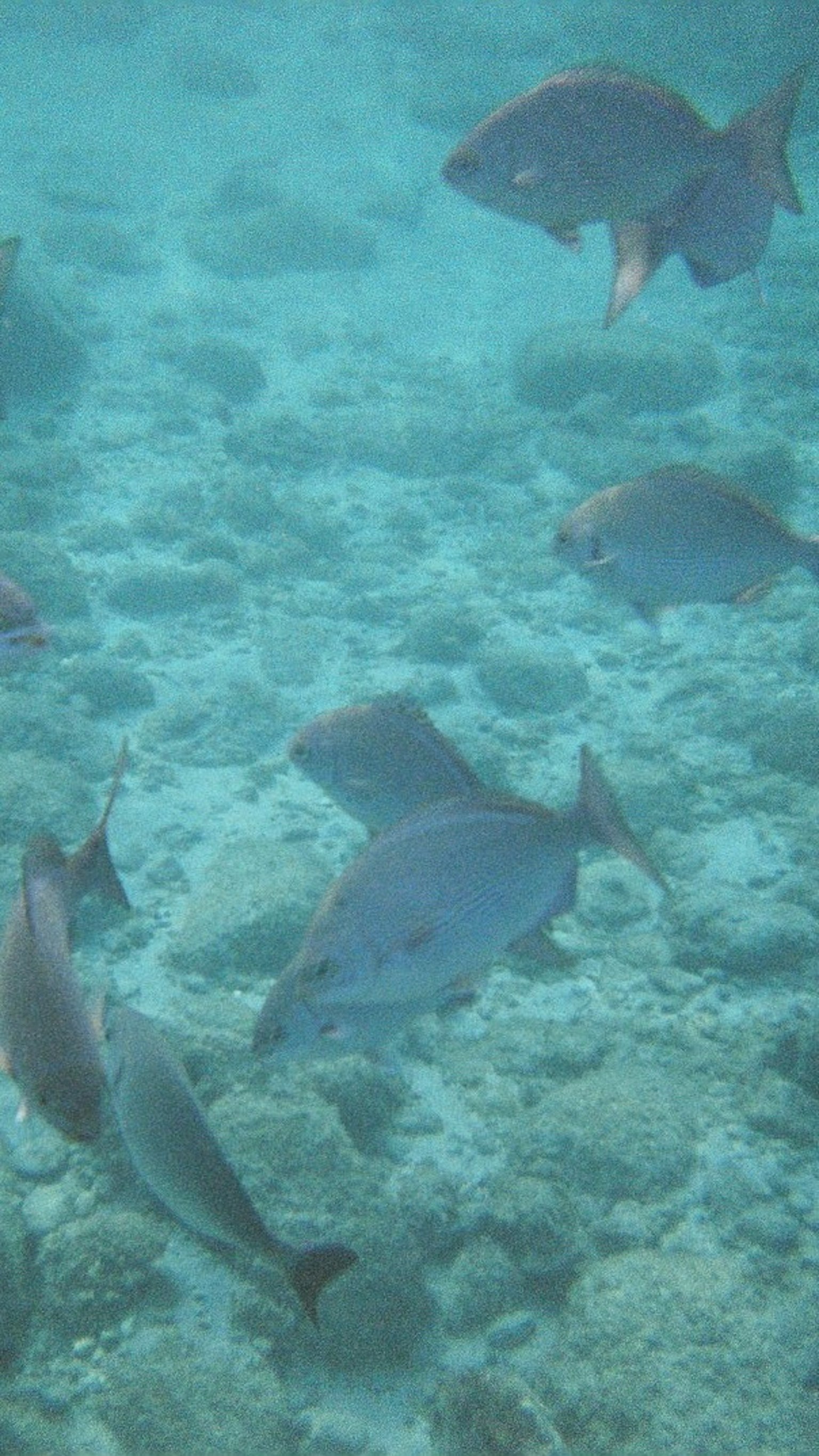 Underwater scene featuring a school of fish in a blue ocean