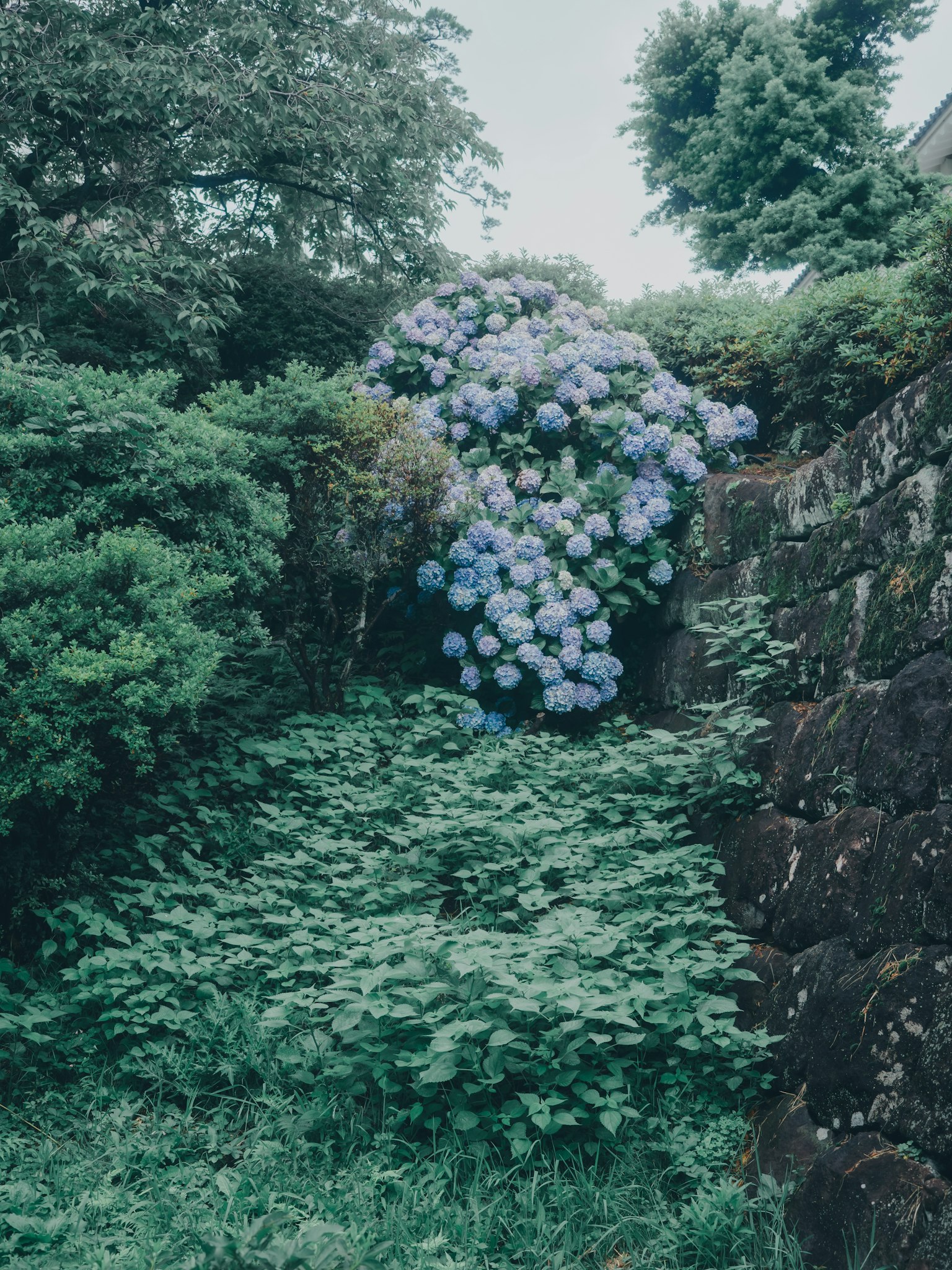 Pemandangan taman subur dengan bunga hydrangea biru