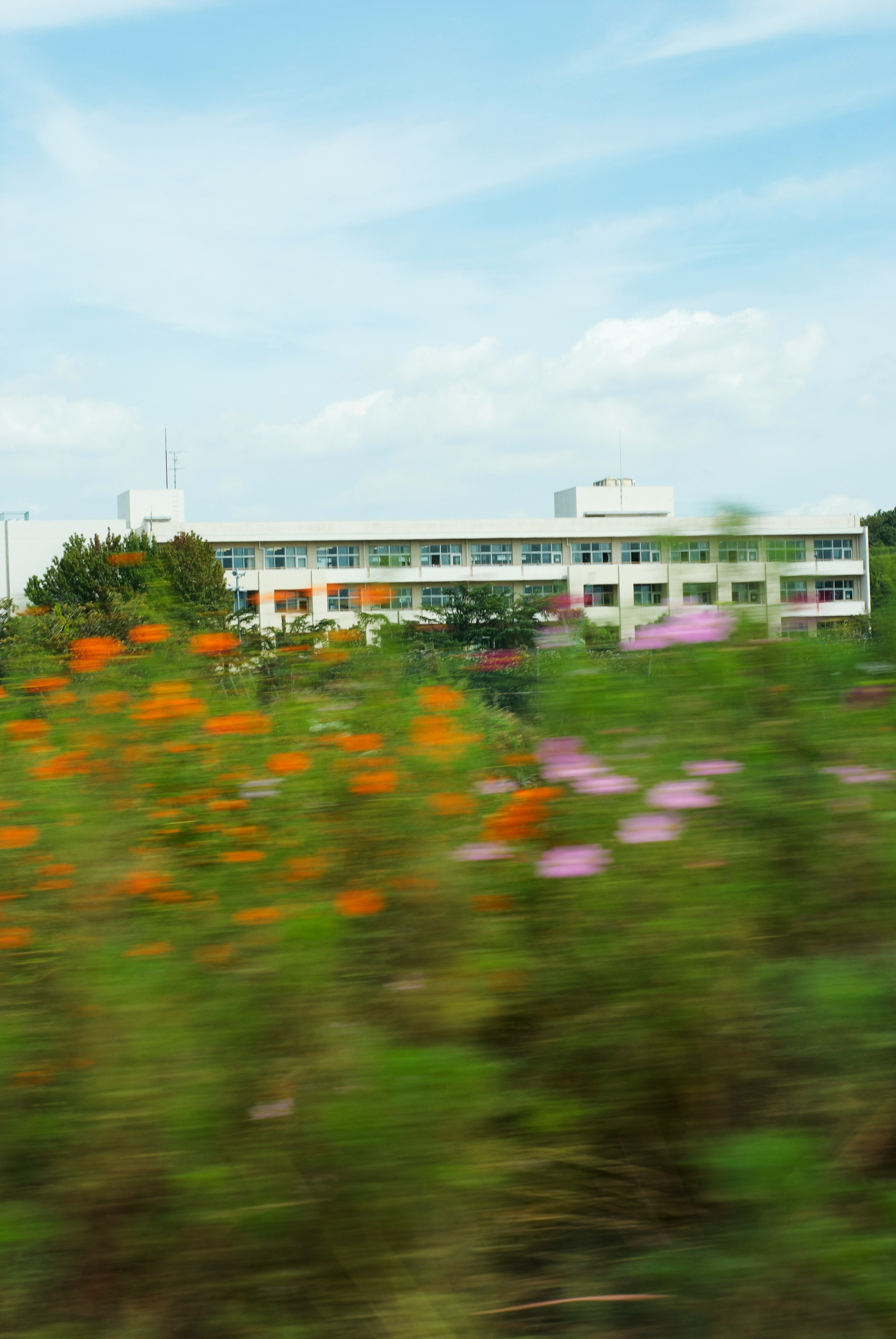 花畑の手前にある校舎のある風景