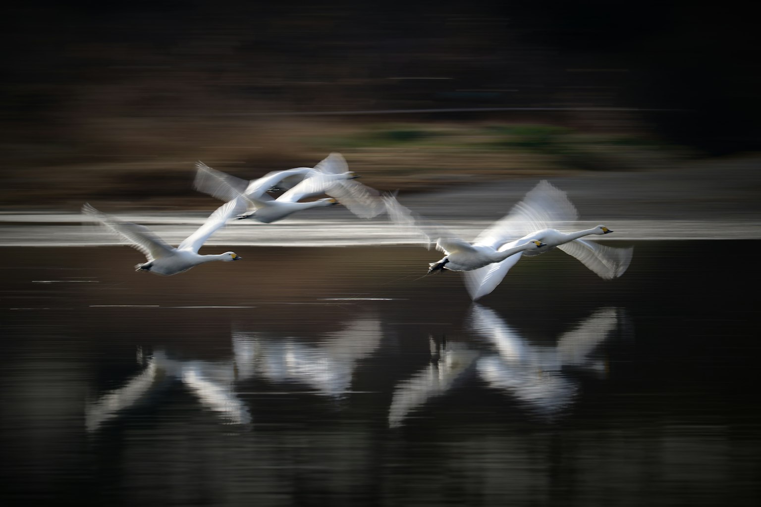 Un groupe de cygnes volant au-dessus de l'eau avec des reflets dans le lac