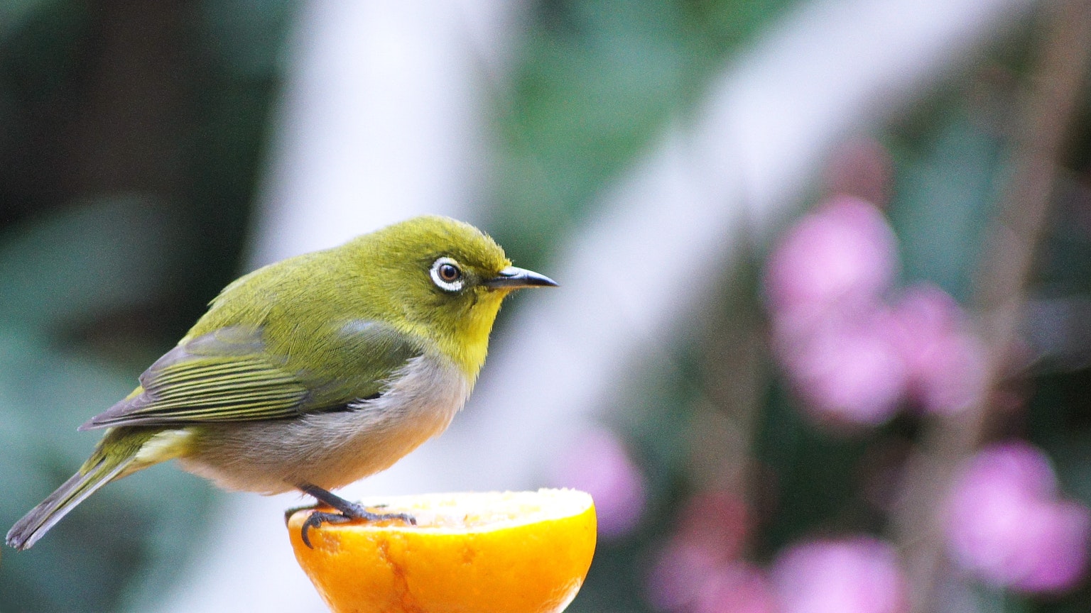 Un piccolo uccello verde appollaiato su un'arancia con fiori rosa sfocati sullo sfondo