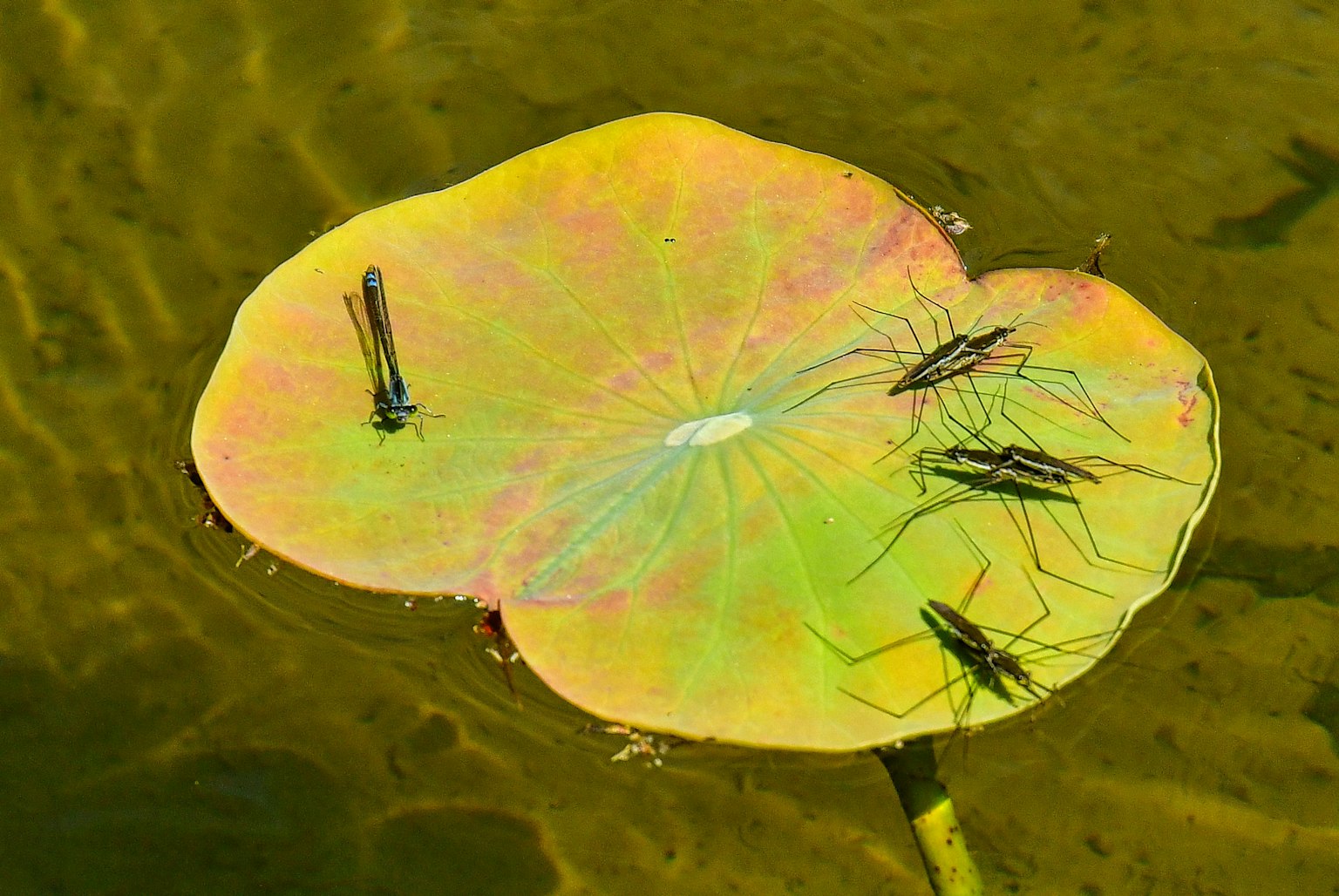 Foglia di ninfea colorata che galleggia sull'acqua con insetti sopra