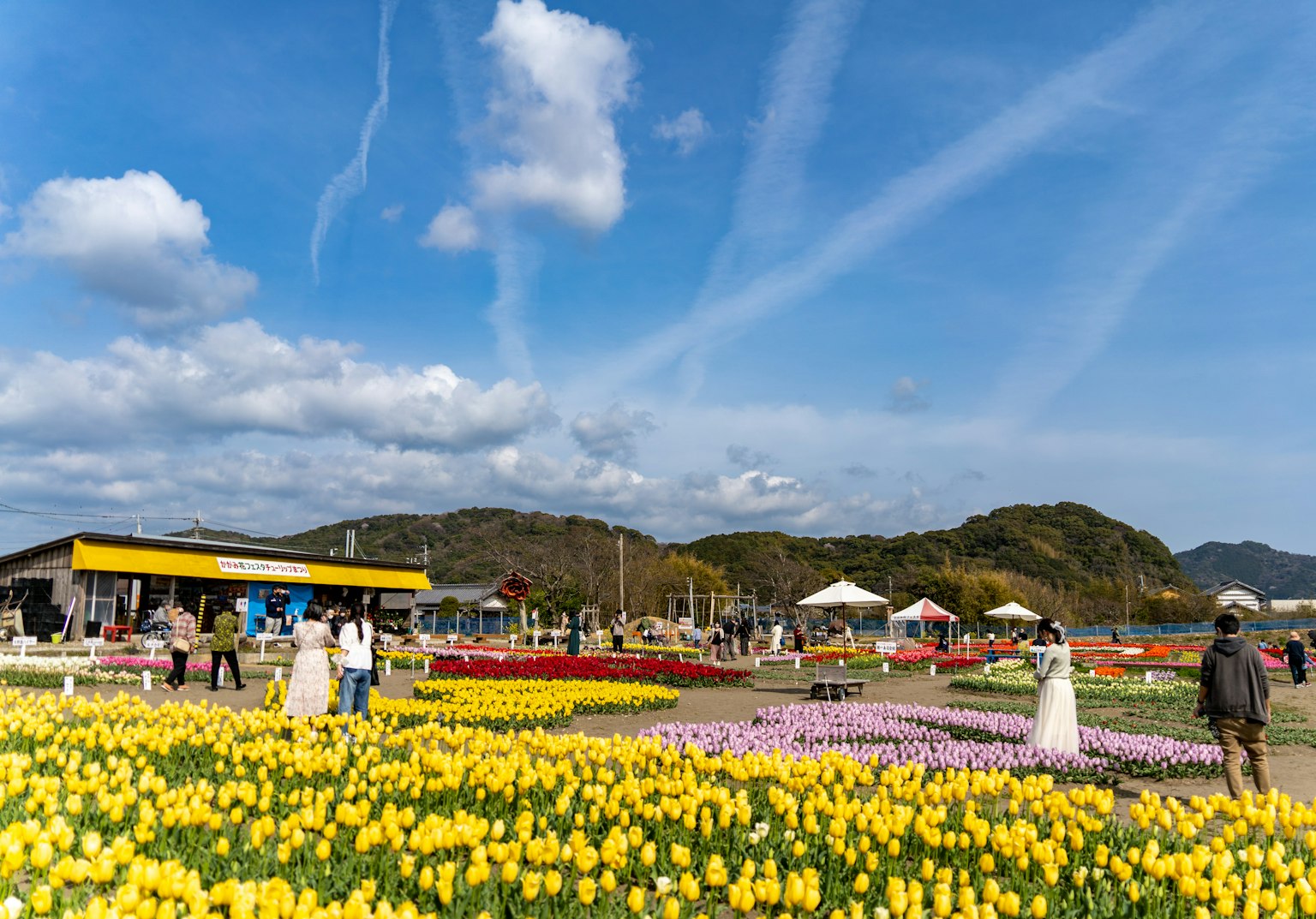 Campo de tulipanes colorido con personas disfrutando del paisaje bajo un cielo azul