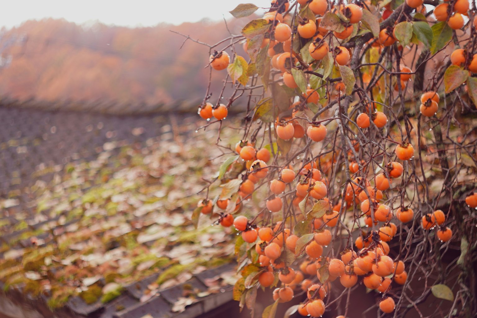Äste mit orangefarbenen Früchten vor einem moosbedeckten Dach in einer herbstlichen Landschaft