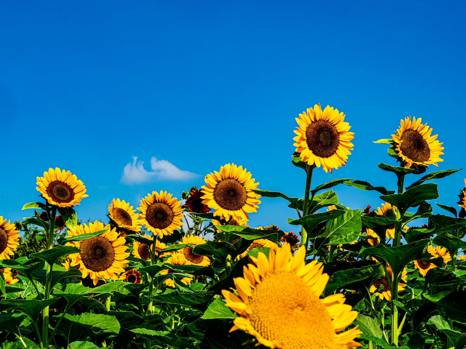 Girasoli in fiore sotto un cielo blu chiaro