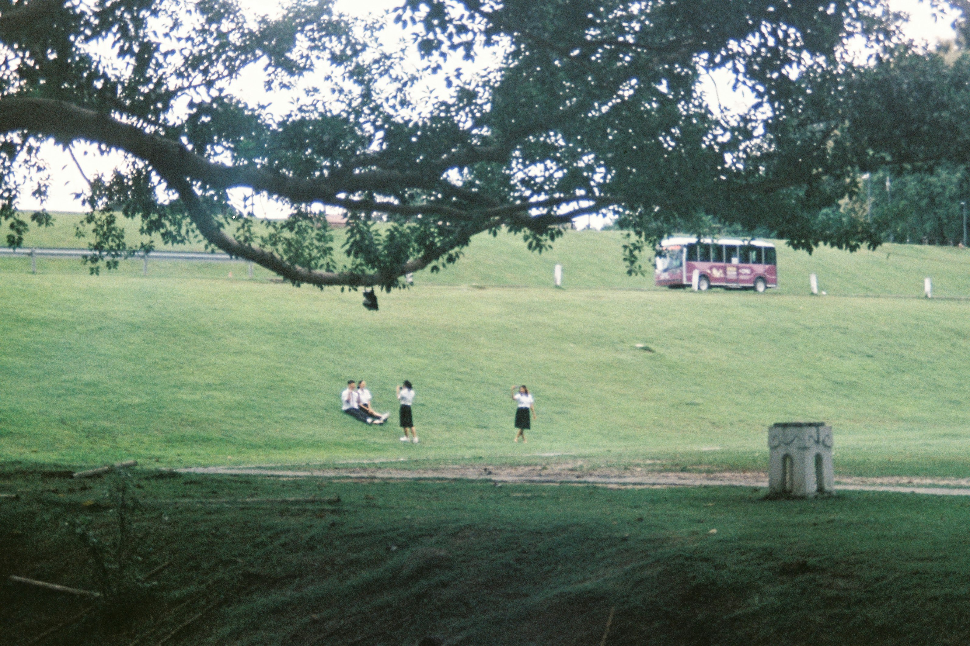 公園草地上行走的人們與大樹