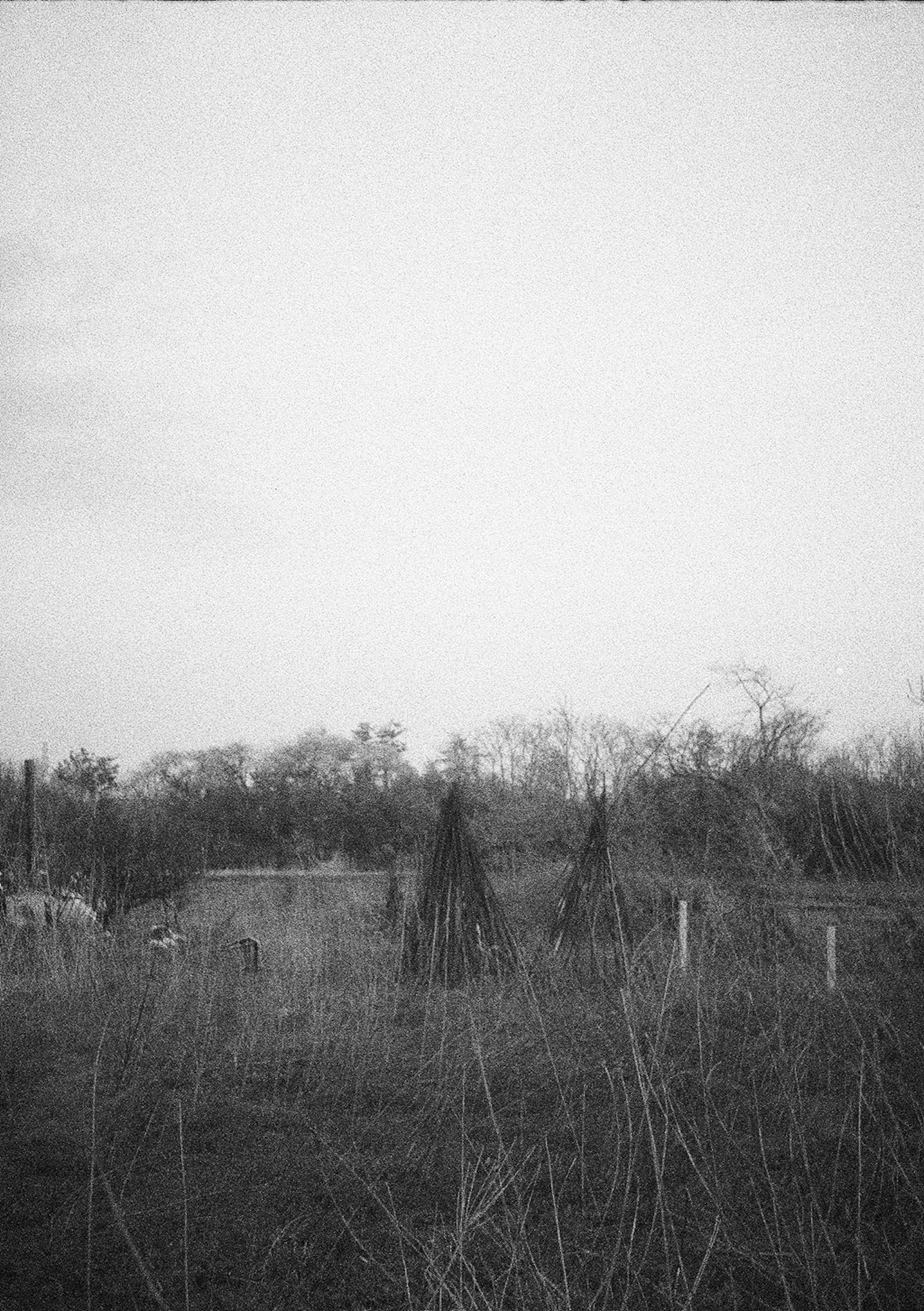 Black and white landscape with triangular trees and dry grass