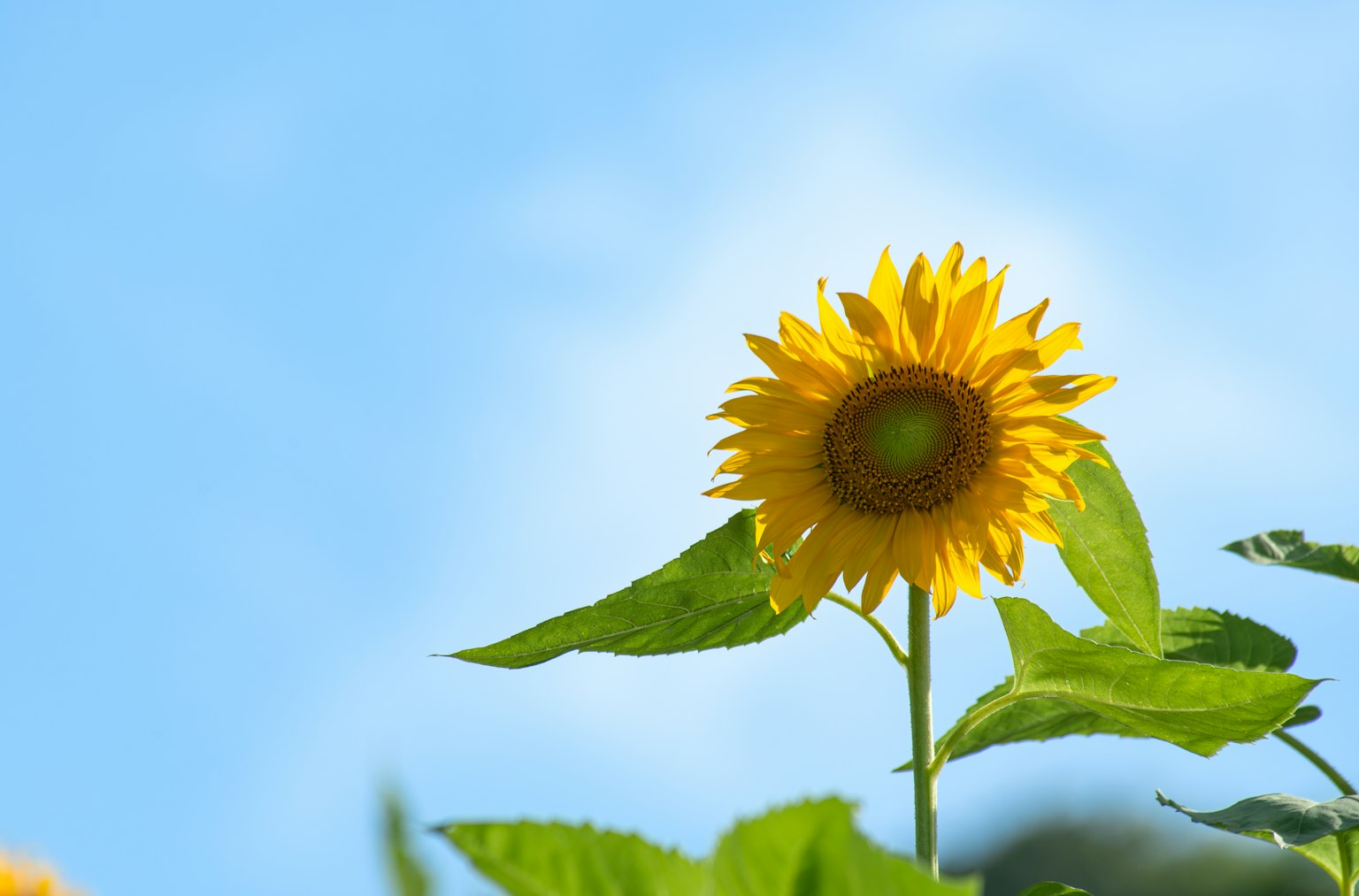 Tournesol en fleur sous un ciel bleu avec des feuilles vertes