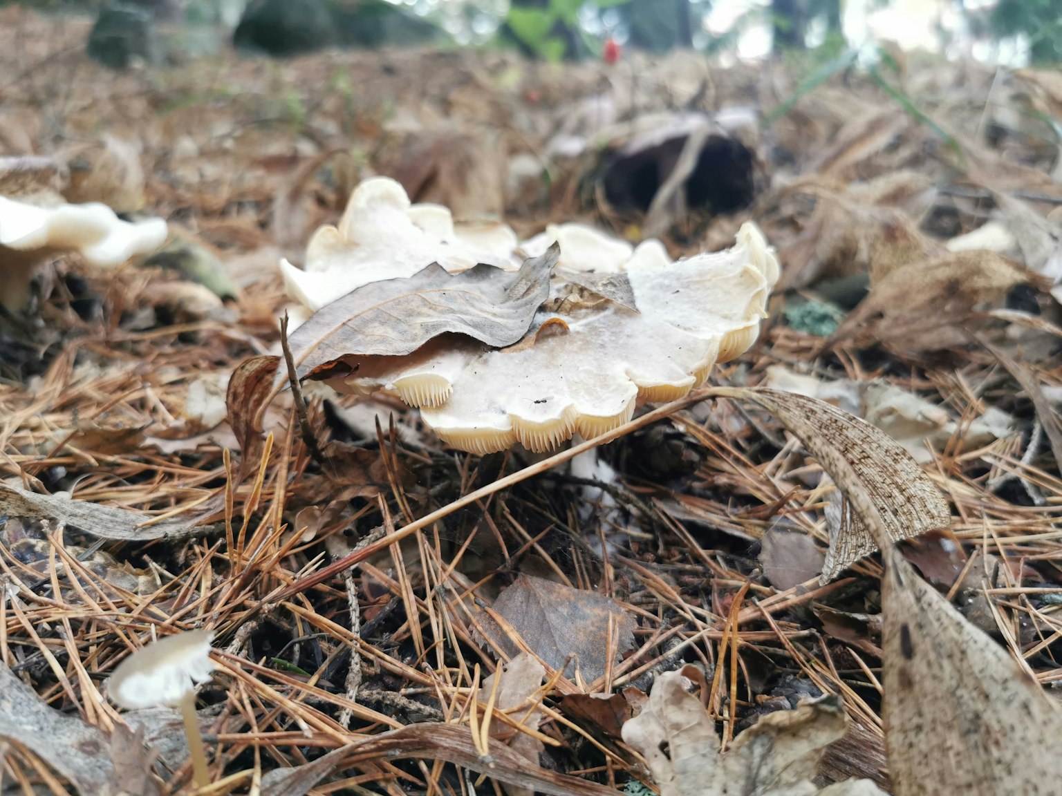 落在松针和干叶子中的白蘑菇
