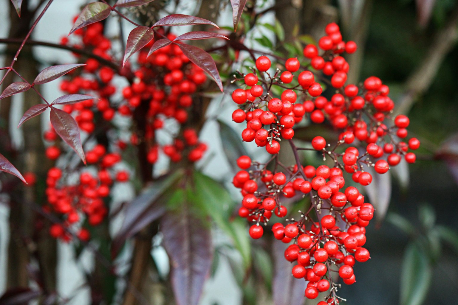ภาพโคลสอัพของพืชที่มีเบอร์รี่สีแดงสดใส