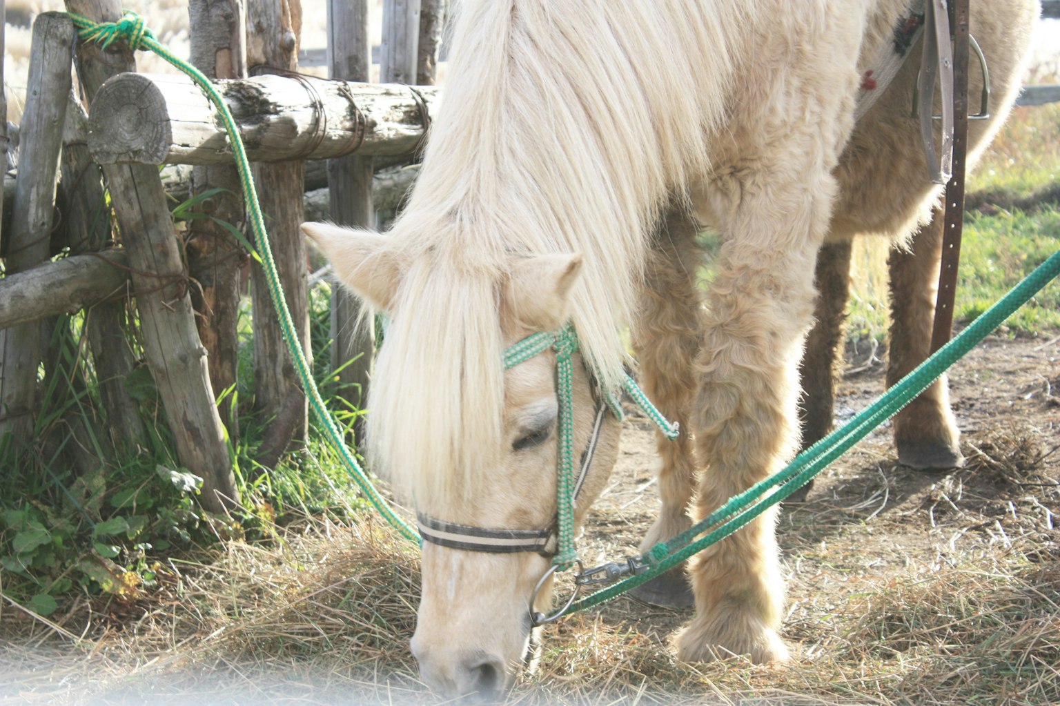Un cheval blanc en train de brouter de l'herbe
