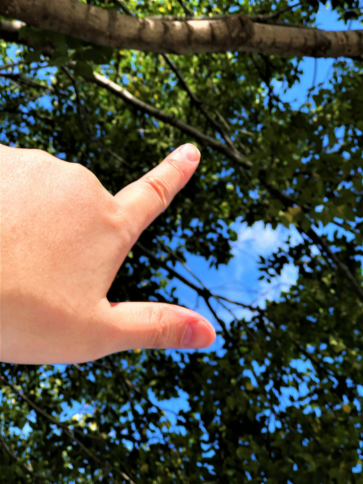 Mano che indica un ramo d'albero sotto un cielo blu