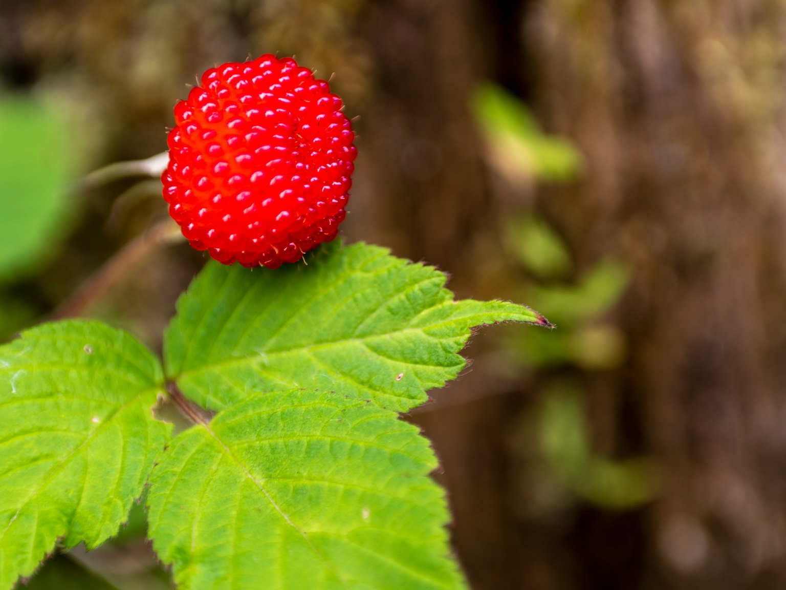 Stroberi merah cerah di atas daun hijau