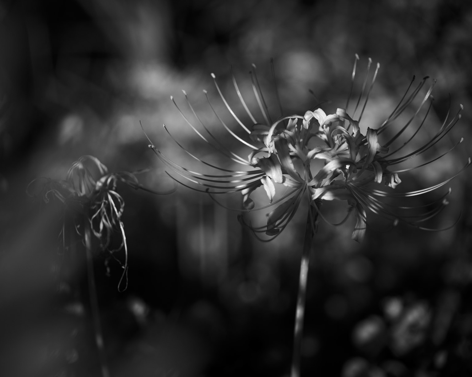 Close-up of a monochrome flower with delicate petals and slender stems