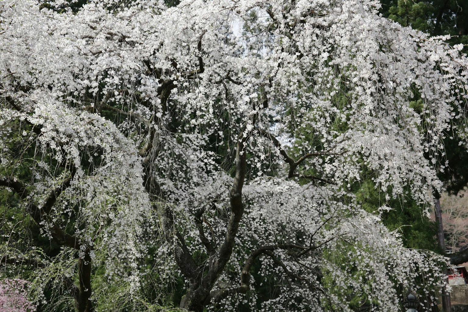 Un bellissimo albero di ciliegio piangente adornato di fiori bianchi