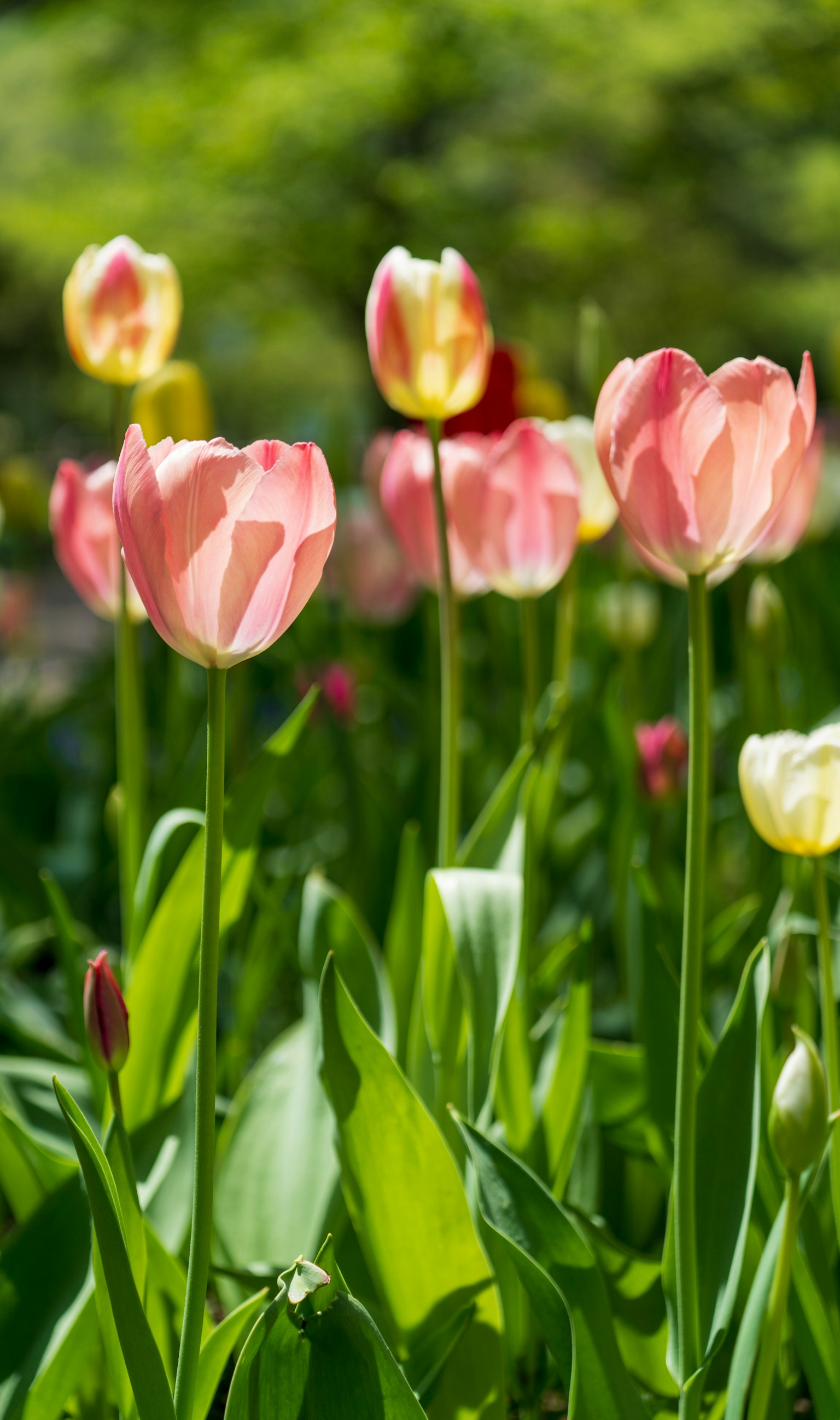 Spring tulips blooming in a garden with vibrant pink and yellow flowers and lush green leaves