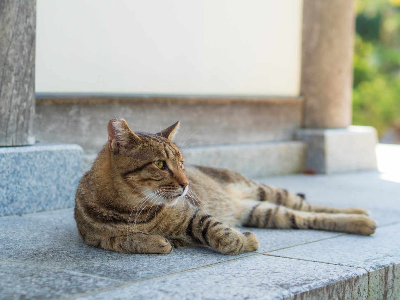 Seekor kucing tabby berbaring di atas permukaan batu