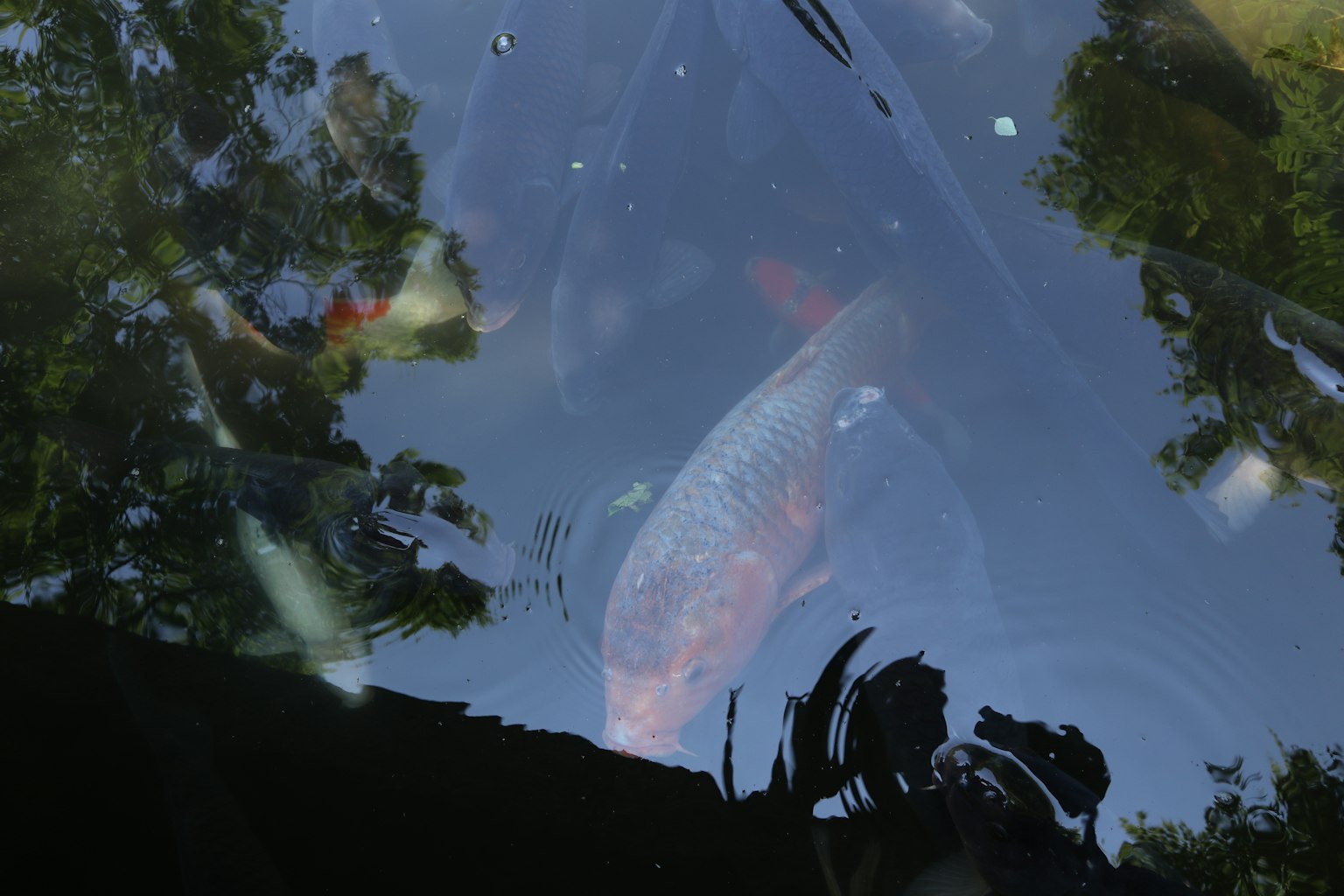 Ikan terlihat di bawah air dengan pantulan pohon