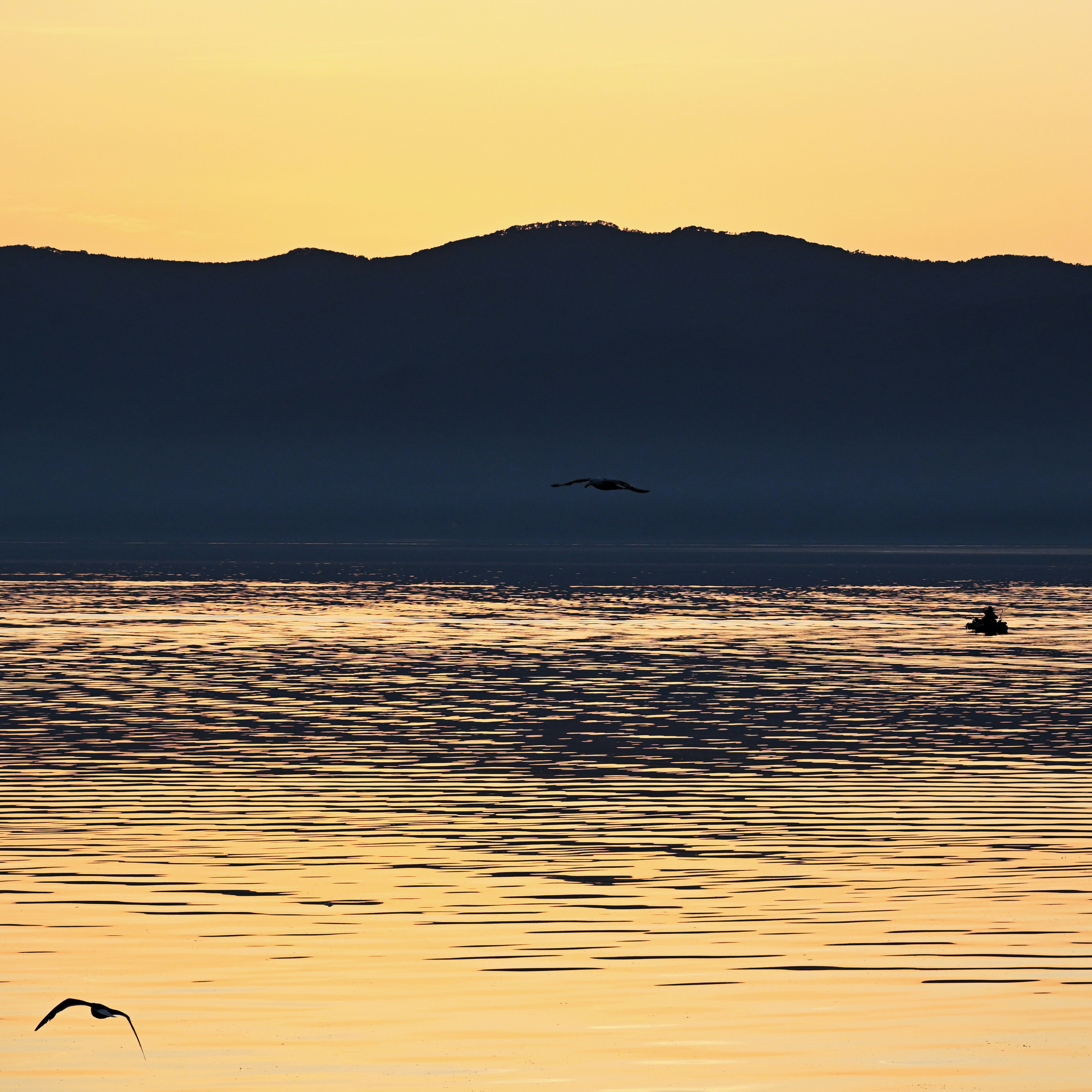 夕焼けの洞爺湖に浮かぶシルエットの鳥