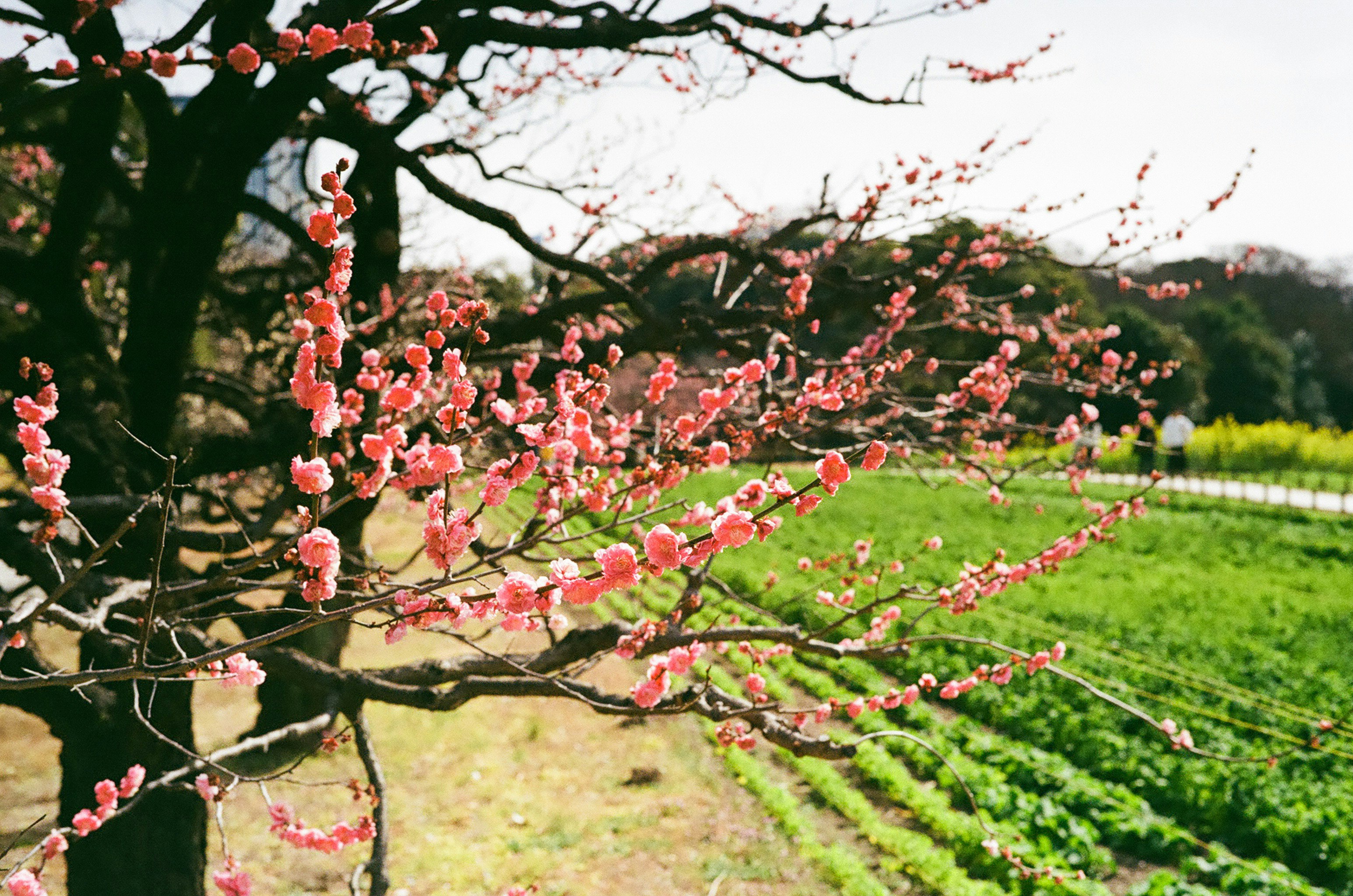 梅花枝條與花園及成排綠植景色