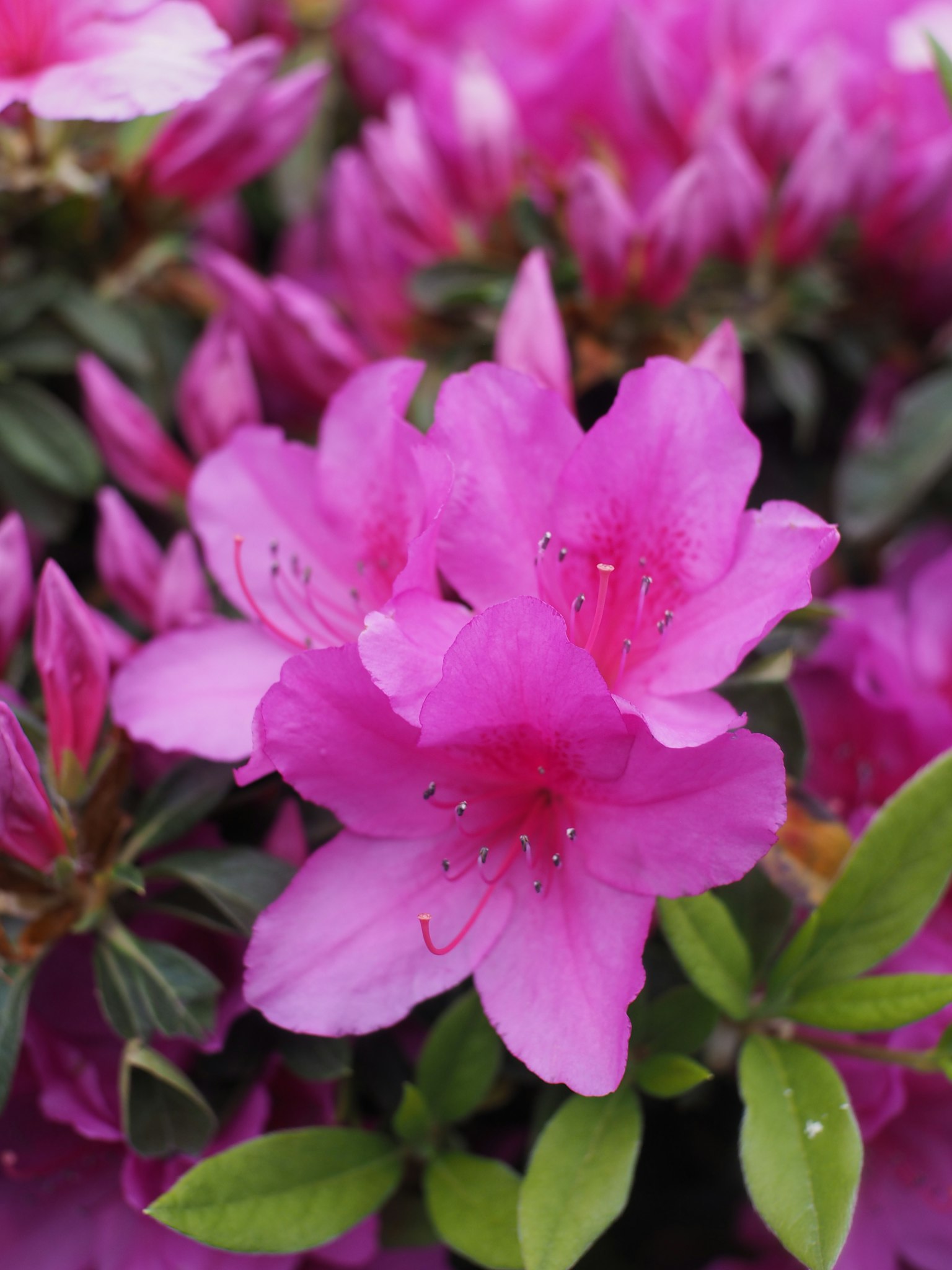 Fiori di azalea rosa vibrante in fiore
