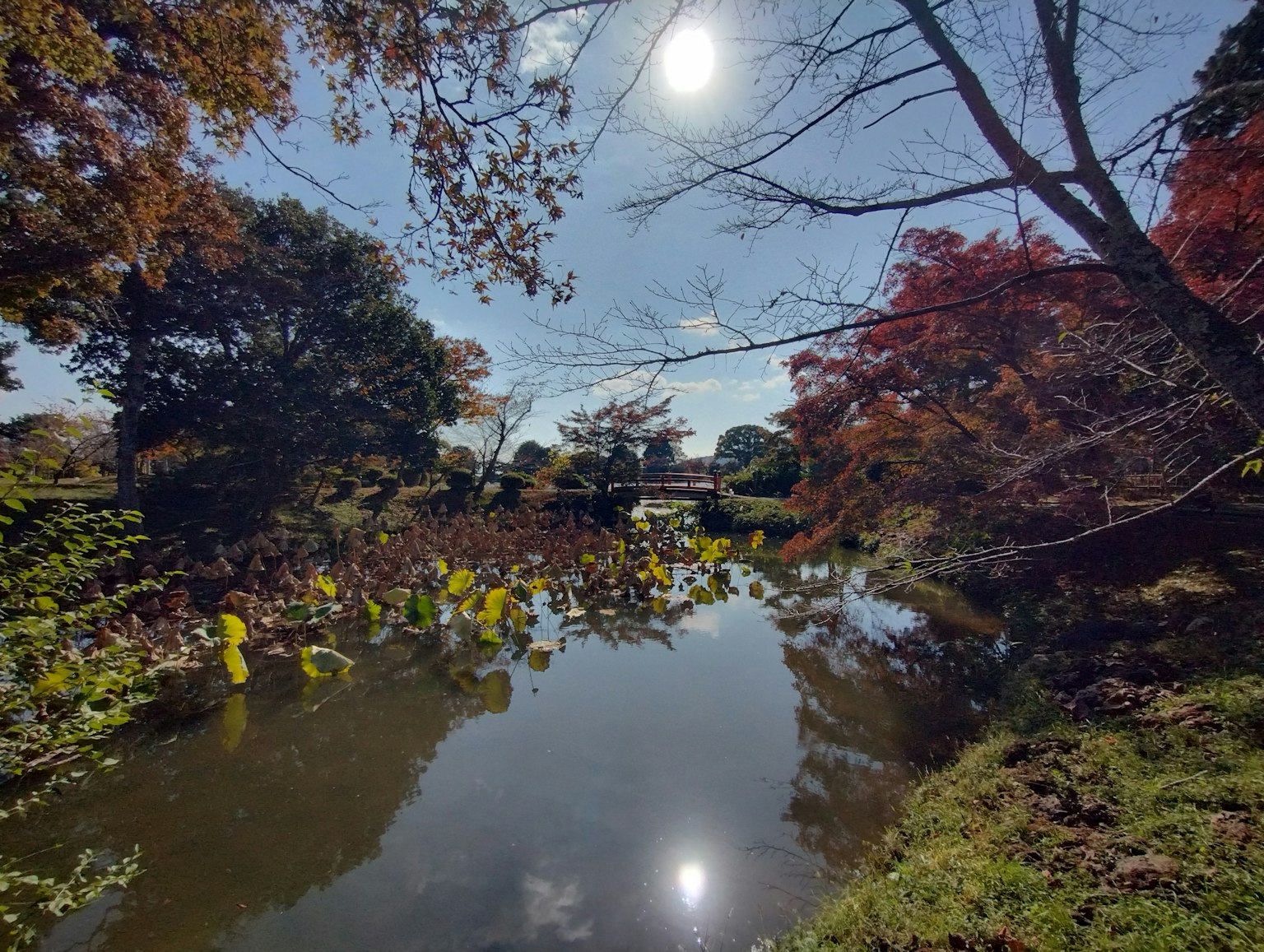 寧靜的池塘映照秋天的樹葉陽光照耀在水面