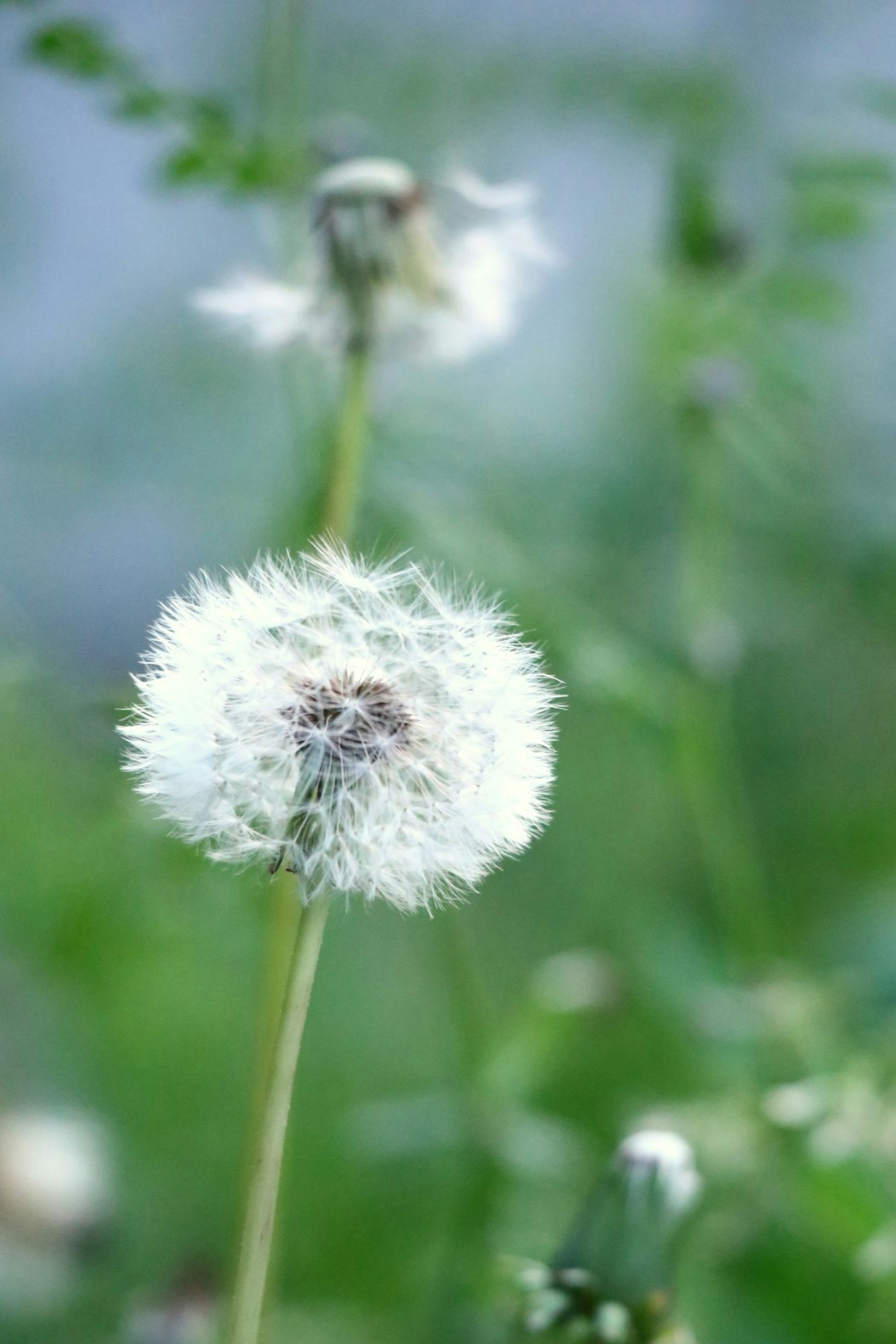 A dandelion puffball prominently displayed against a soft blue background