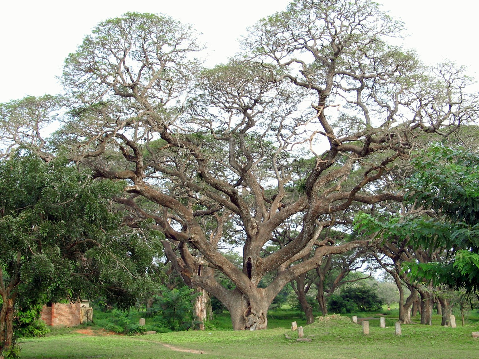 ein großer Baum, der sich in einer Parklandschaft ausbreitet