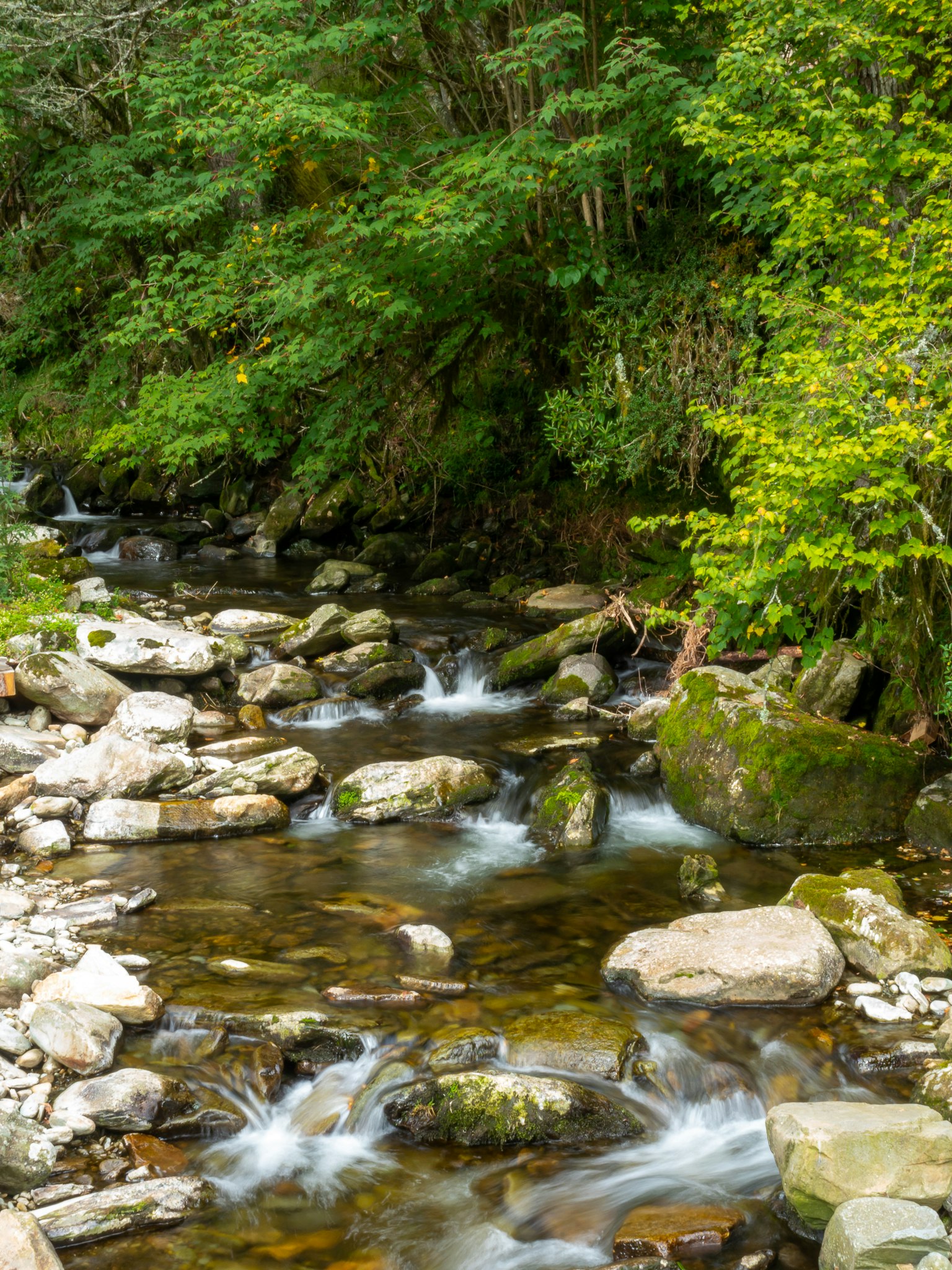 Un ruisseau serein coulant à travers une forêt verdoyante avec des pierres et un doux écoulement d'eau