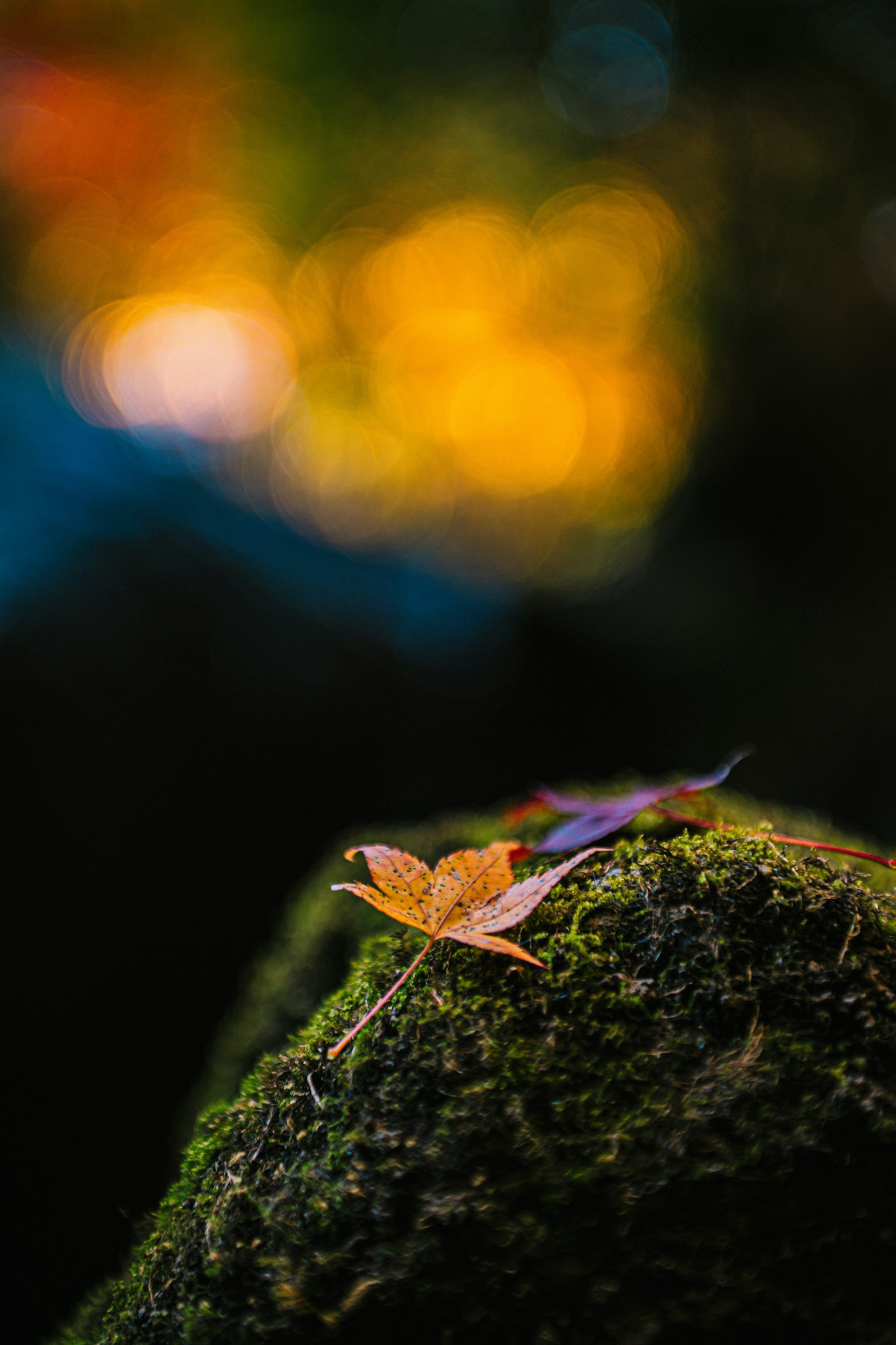 苔むした岩の上に落ちた紅葉の葉とぼんやりした背景の色合い