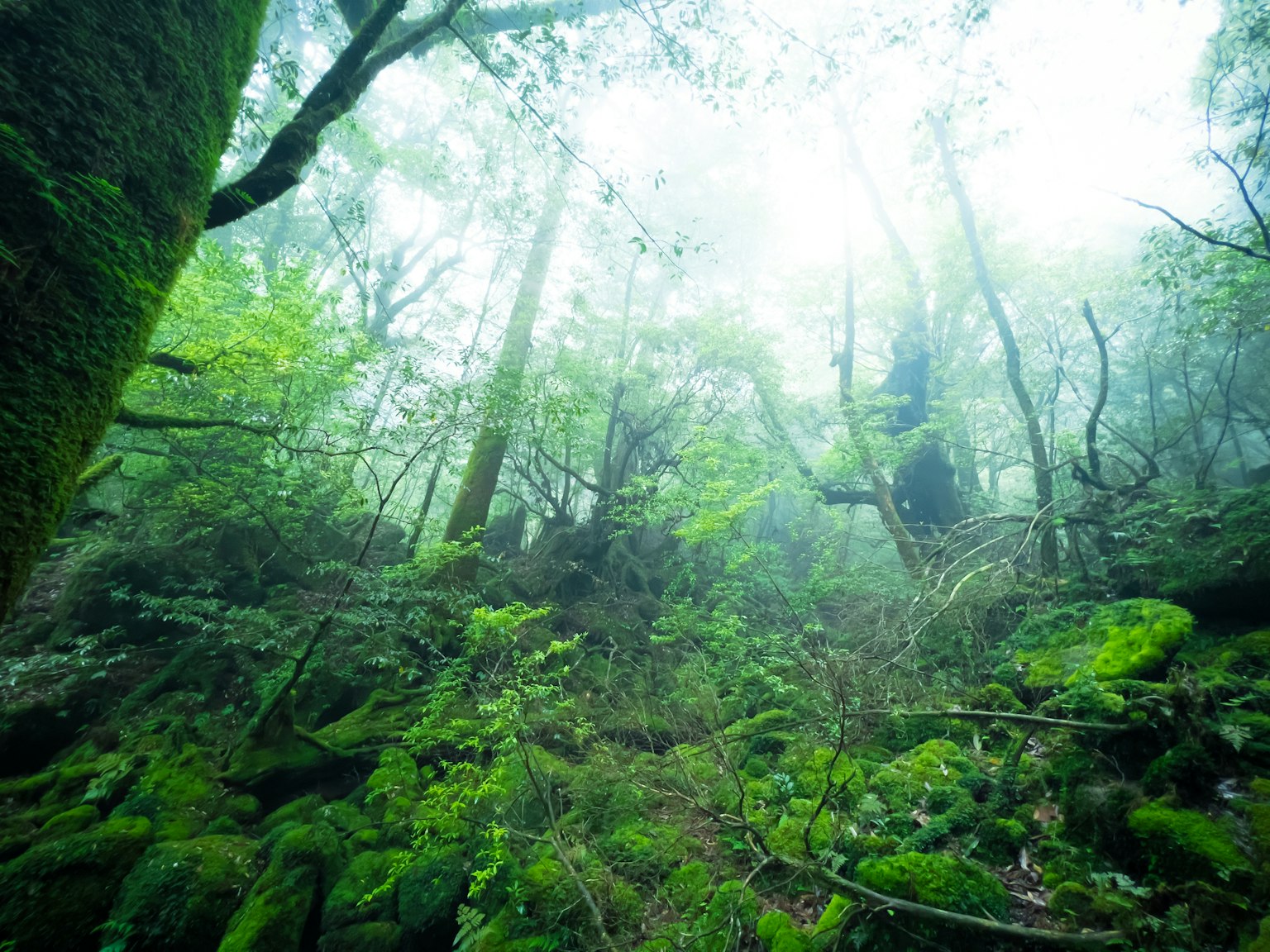 Paesaggio forestale lussureggiante con nebbia e rocce coperte di muschio