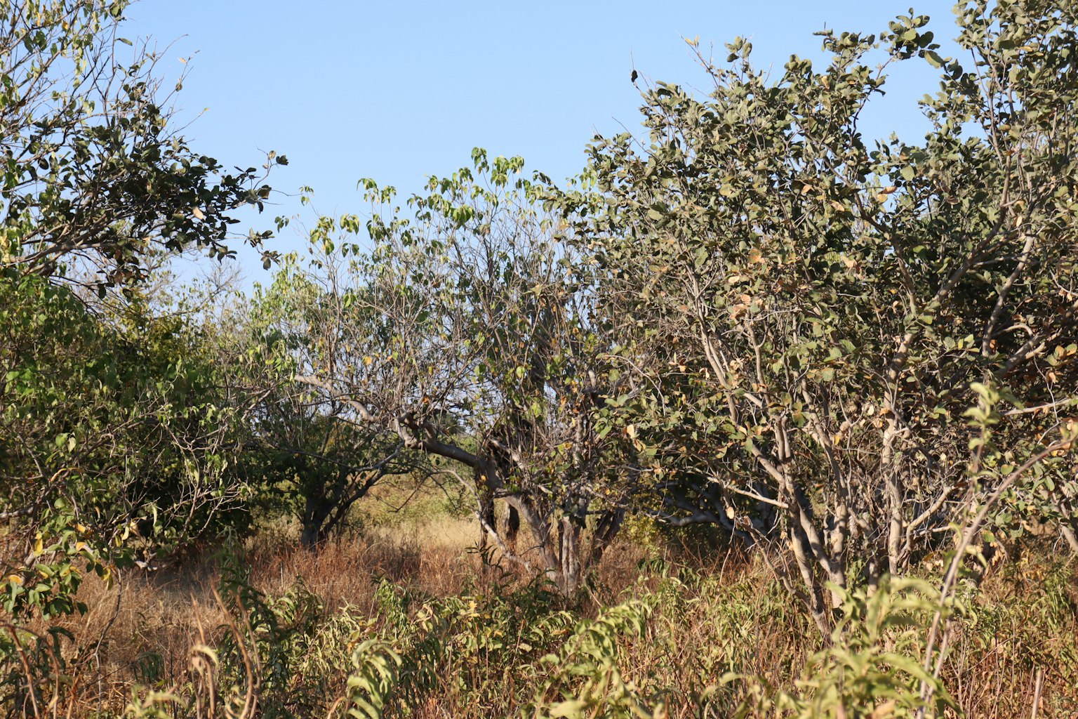 Landscape featuring trees and low vegetation in a dry grassland