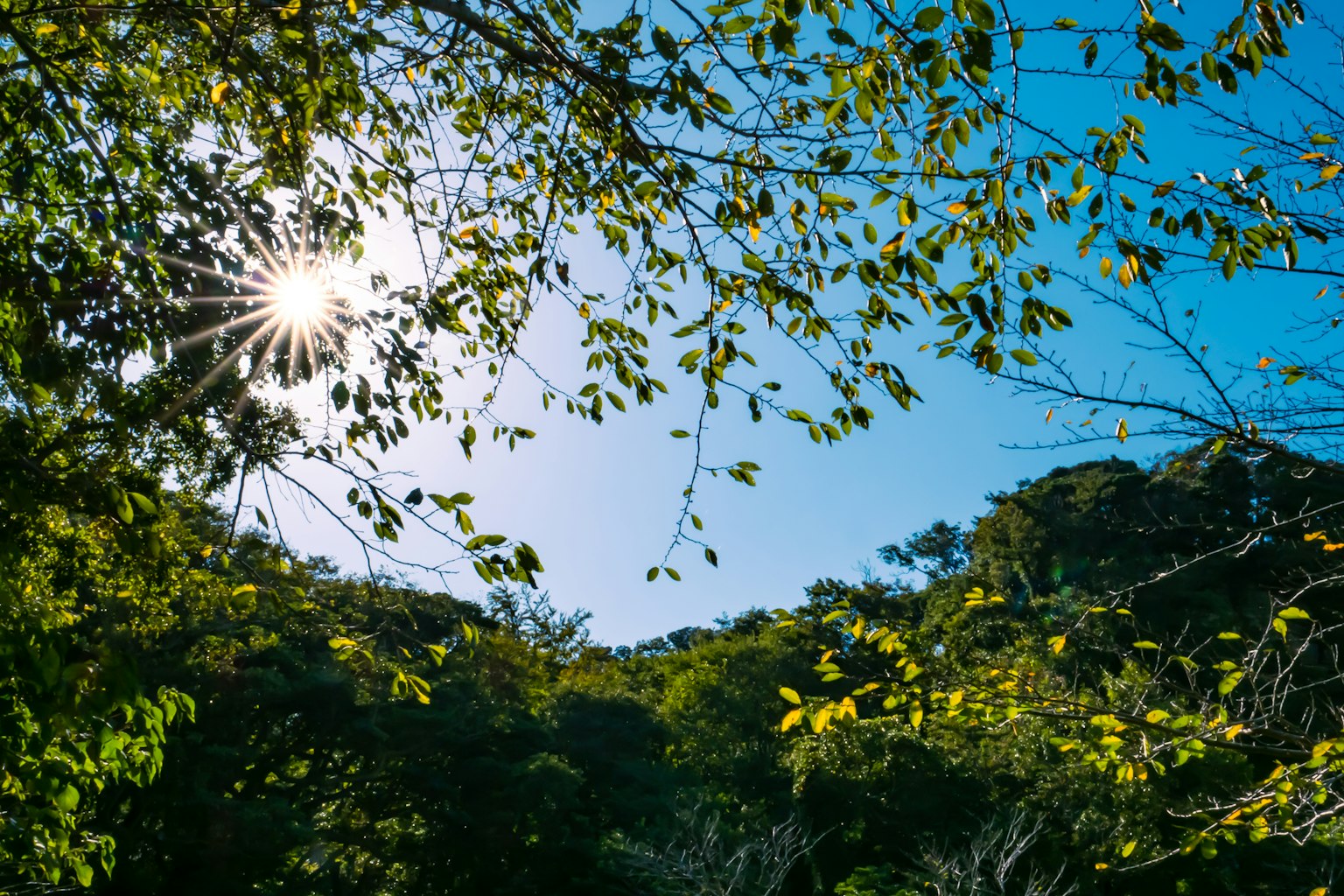 Forest scene with sunlight shining through leaves under a clear blue sky