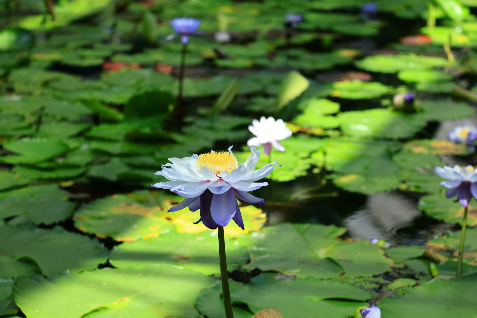 Bunga teratai putih dan ungu mengapung di kolam dengan daun hijau