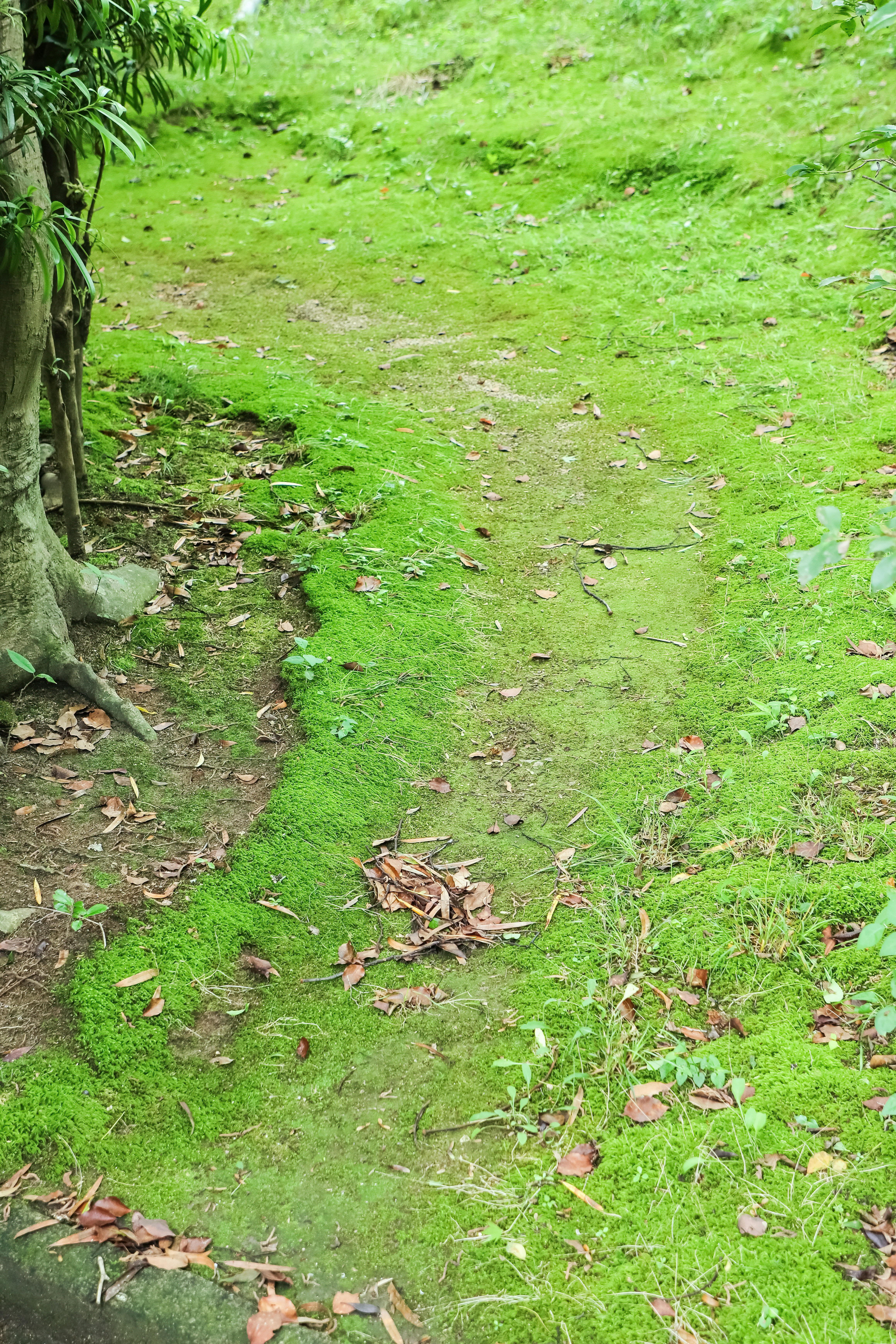 苔むす小径の緑の自然風景