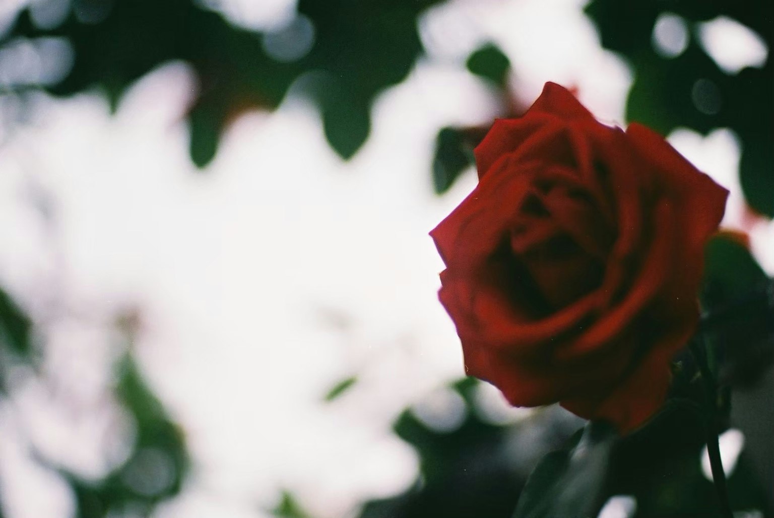 Lebendige rote Rose blüht mit verschwommenem Hintergrund