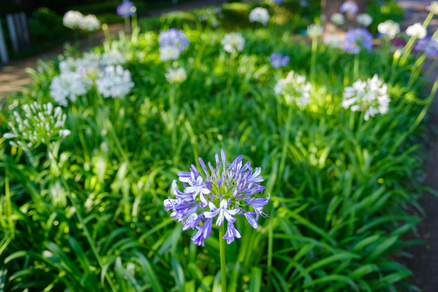 Flores moradas y blancas floreciendo entre la hierba verde