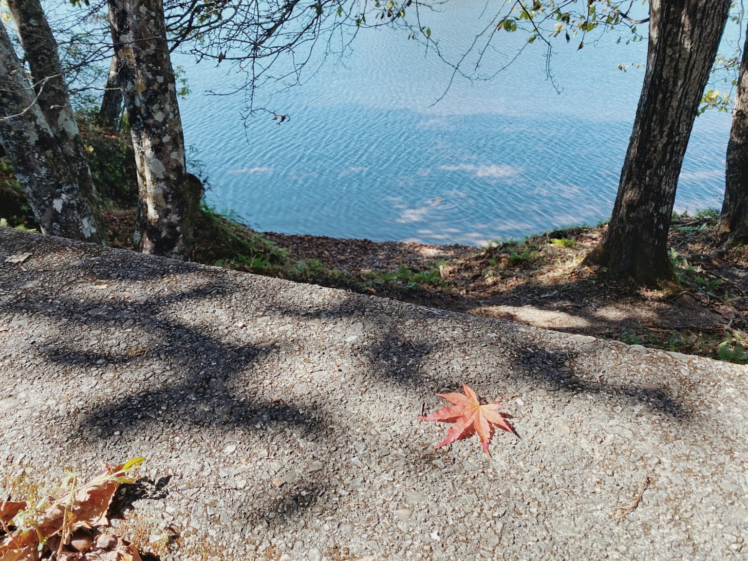 Une feuille d'érable rouge sur un chemin près d'un lac avec des ombres d'arbres