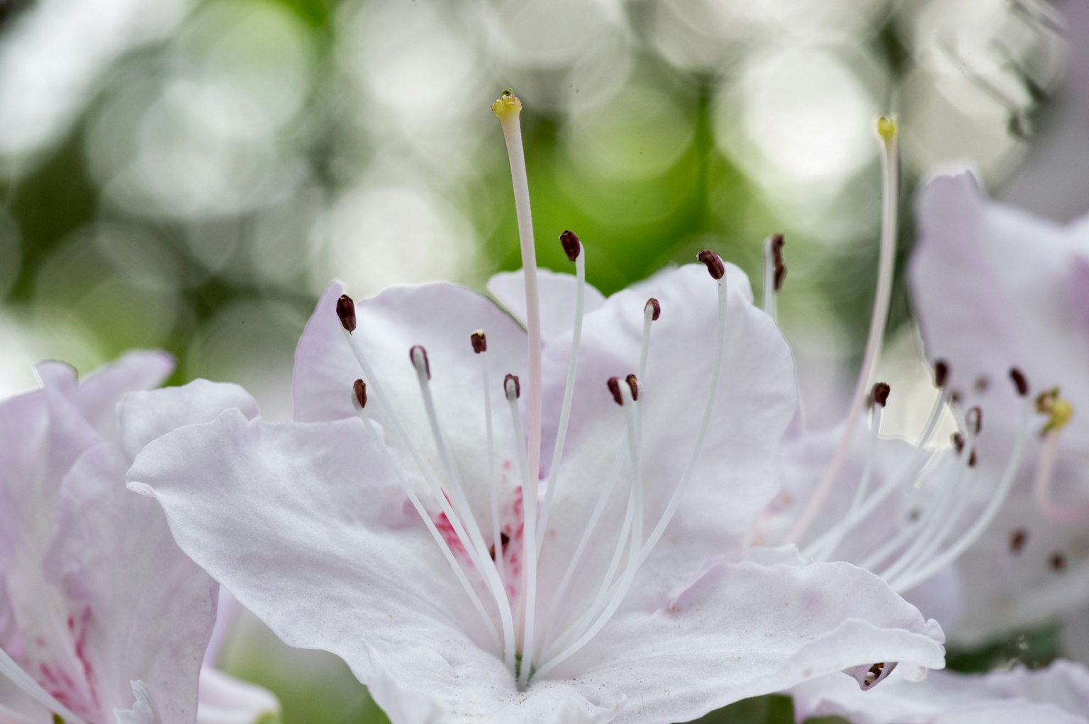 Close-up of white flowers with green background and soft lighting